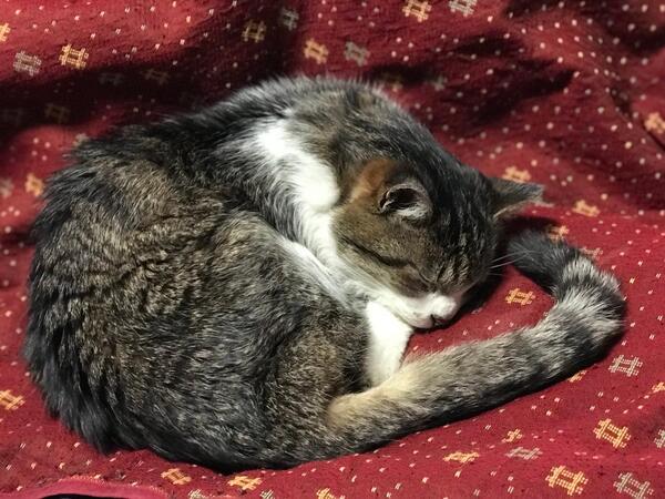 良い天気　雲少しあり　風少し強い　今日は「ニャンニャンニャン」の猫の日😻