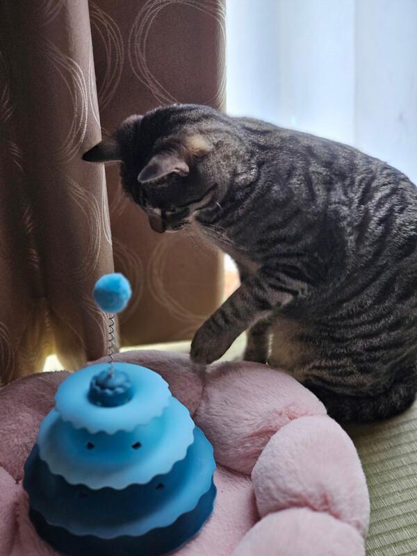 晴れたり曇ったり今日はにゃん×3猫の日