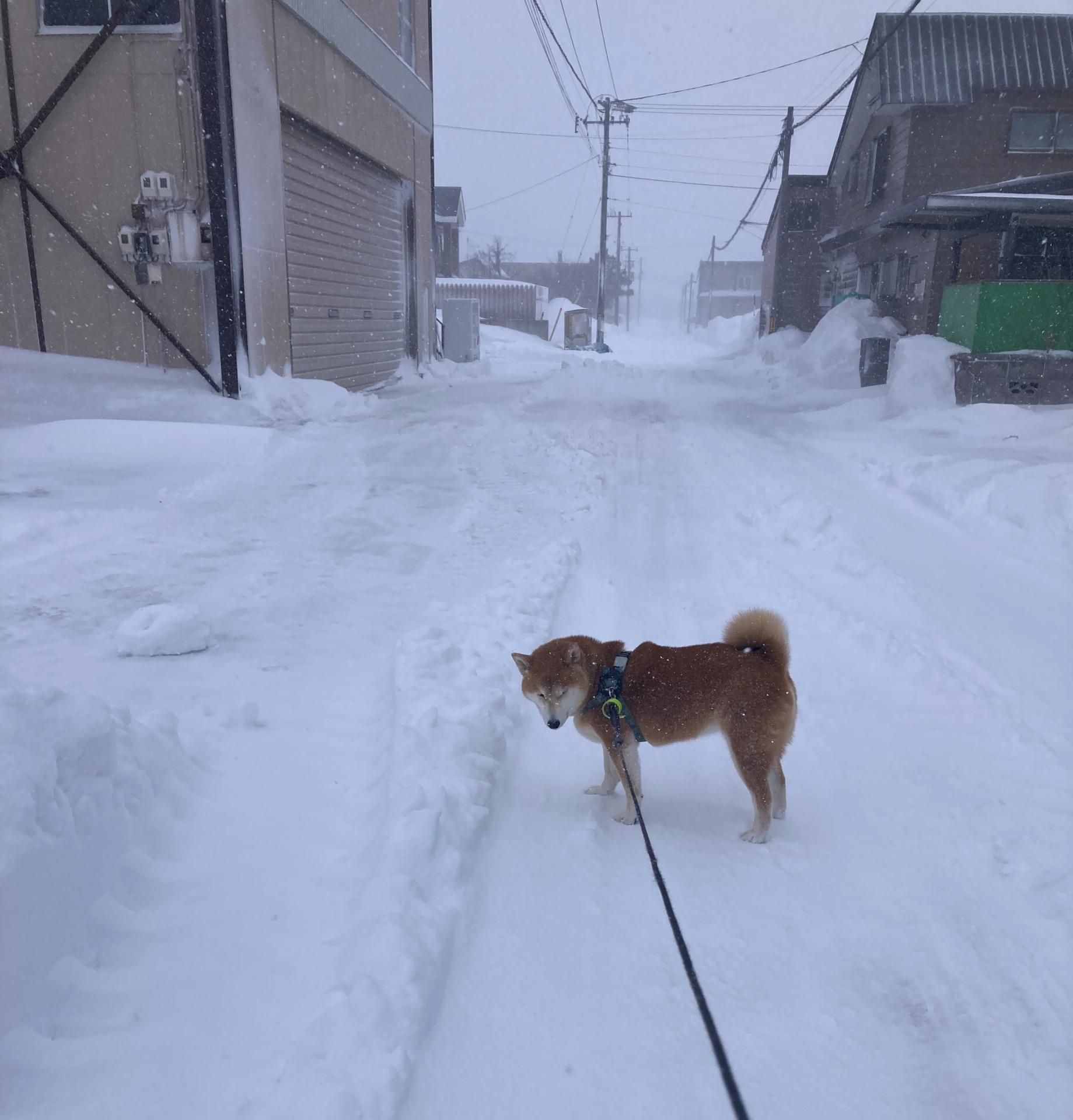 【いまの天気】🐕南極物語