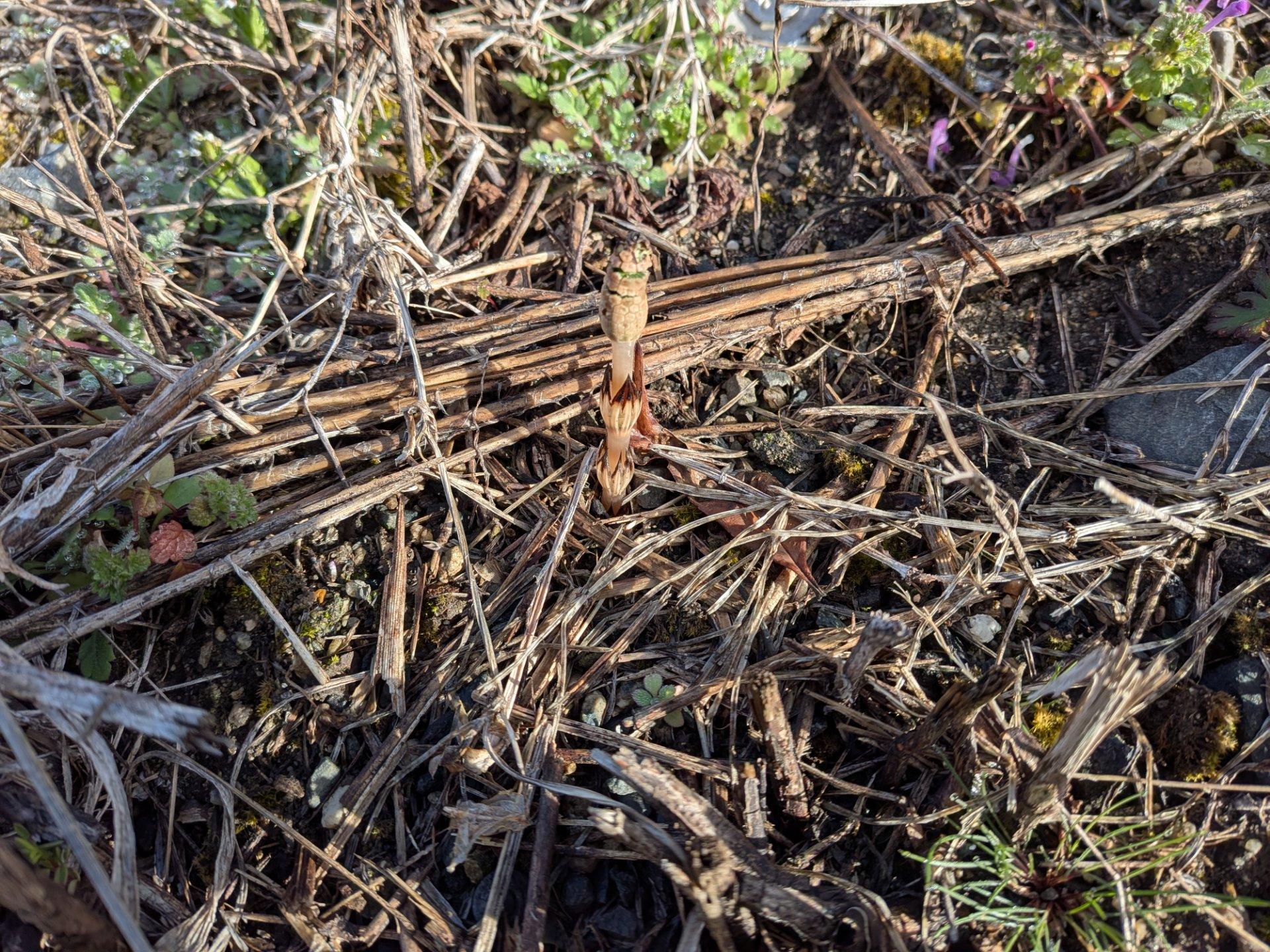 つくし　見つけました！
