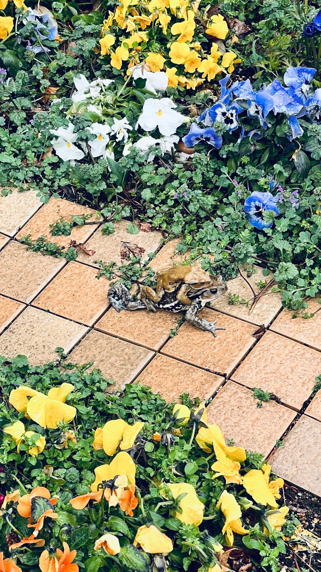 一つの公園で6匹のカエルに遭遇