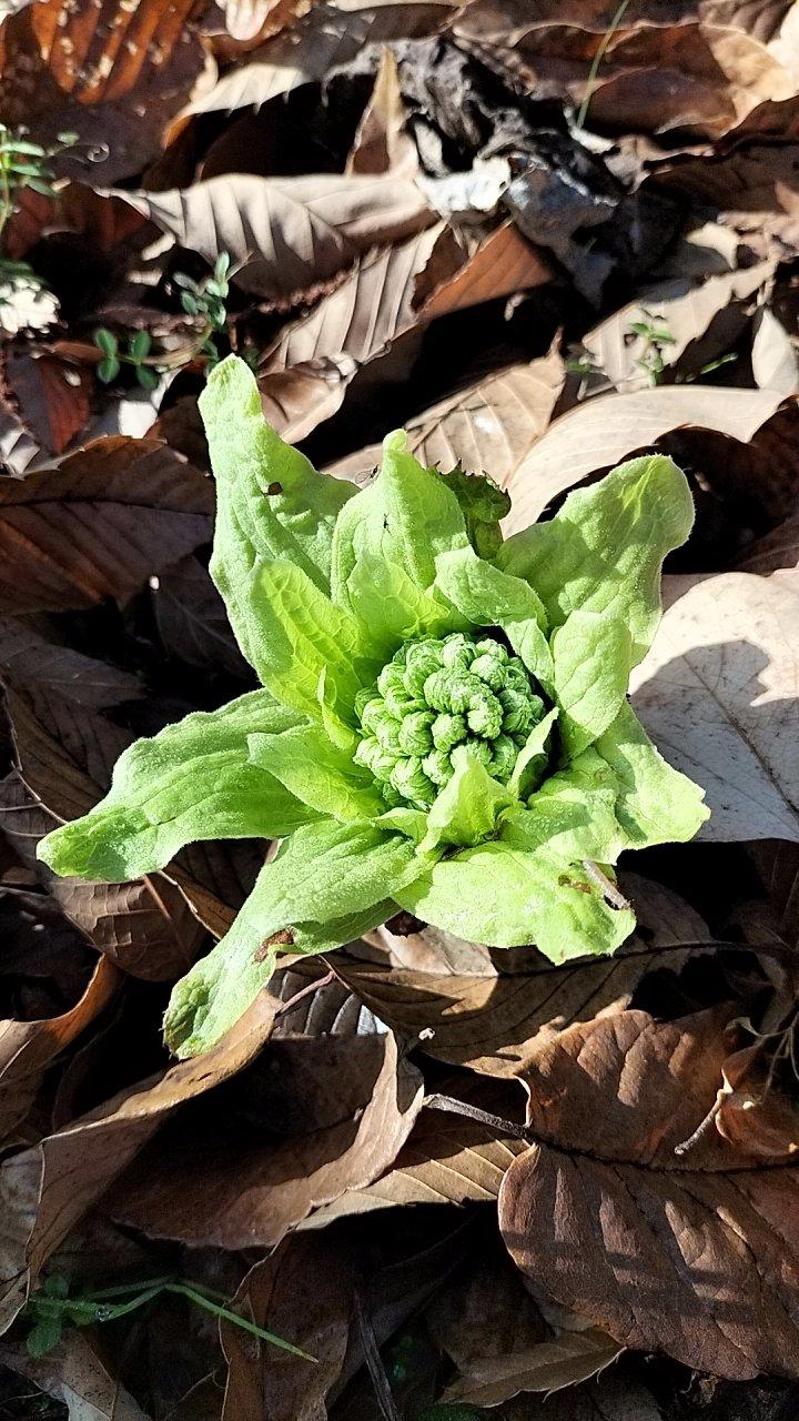 フキノトウが出てました。