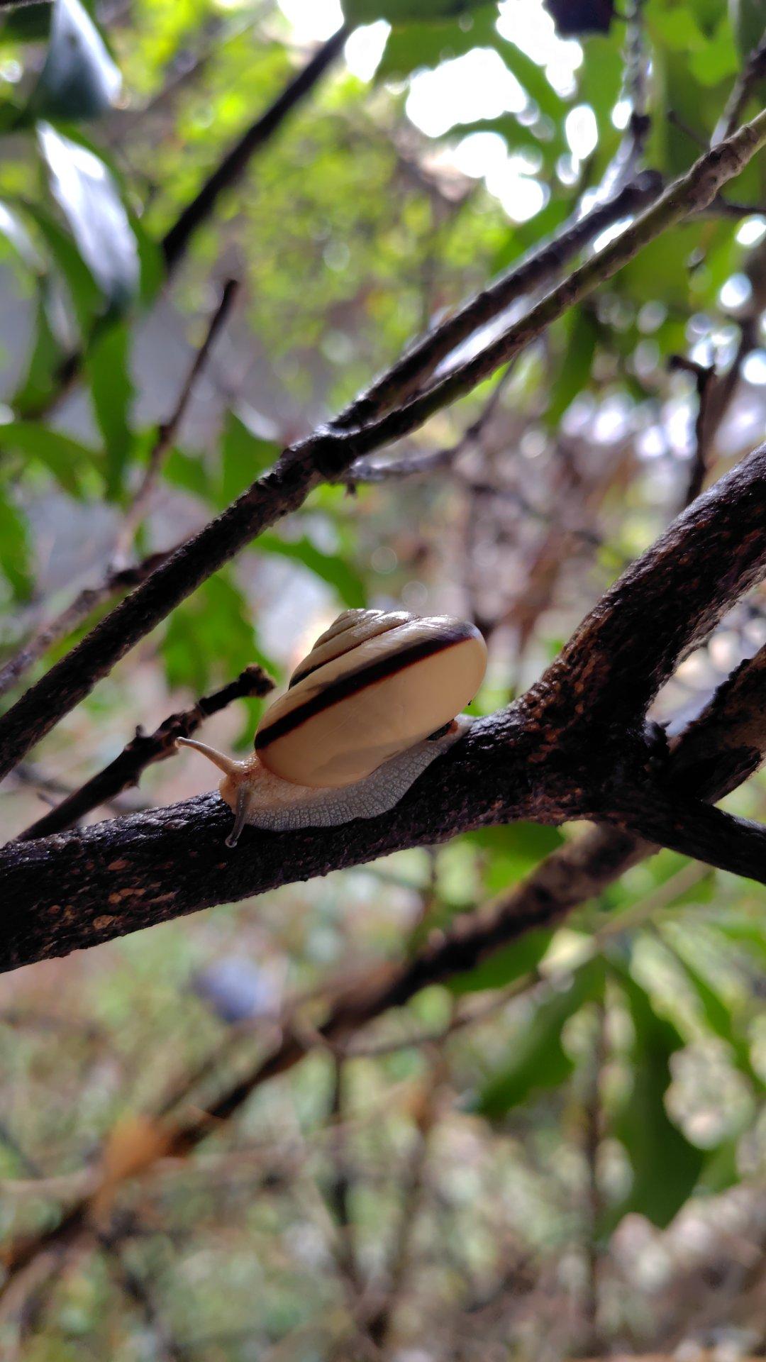 カタツムリ発見！