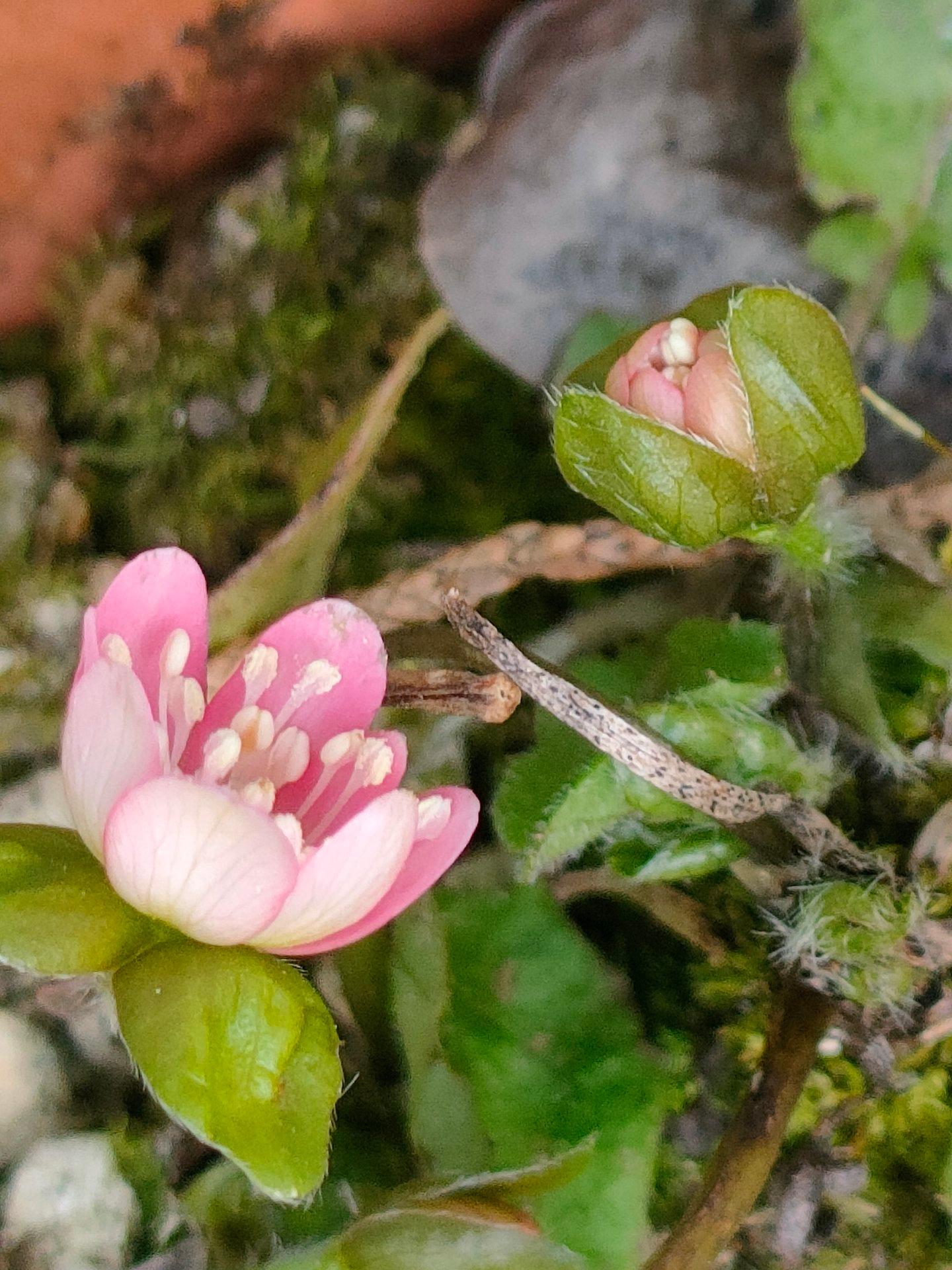 雪割草「桃珊瑚」