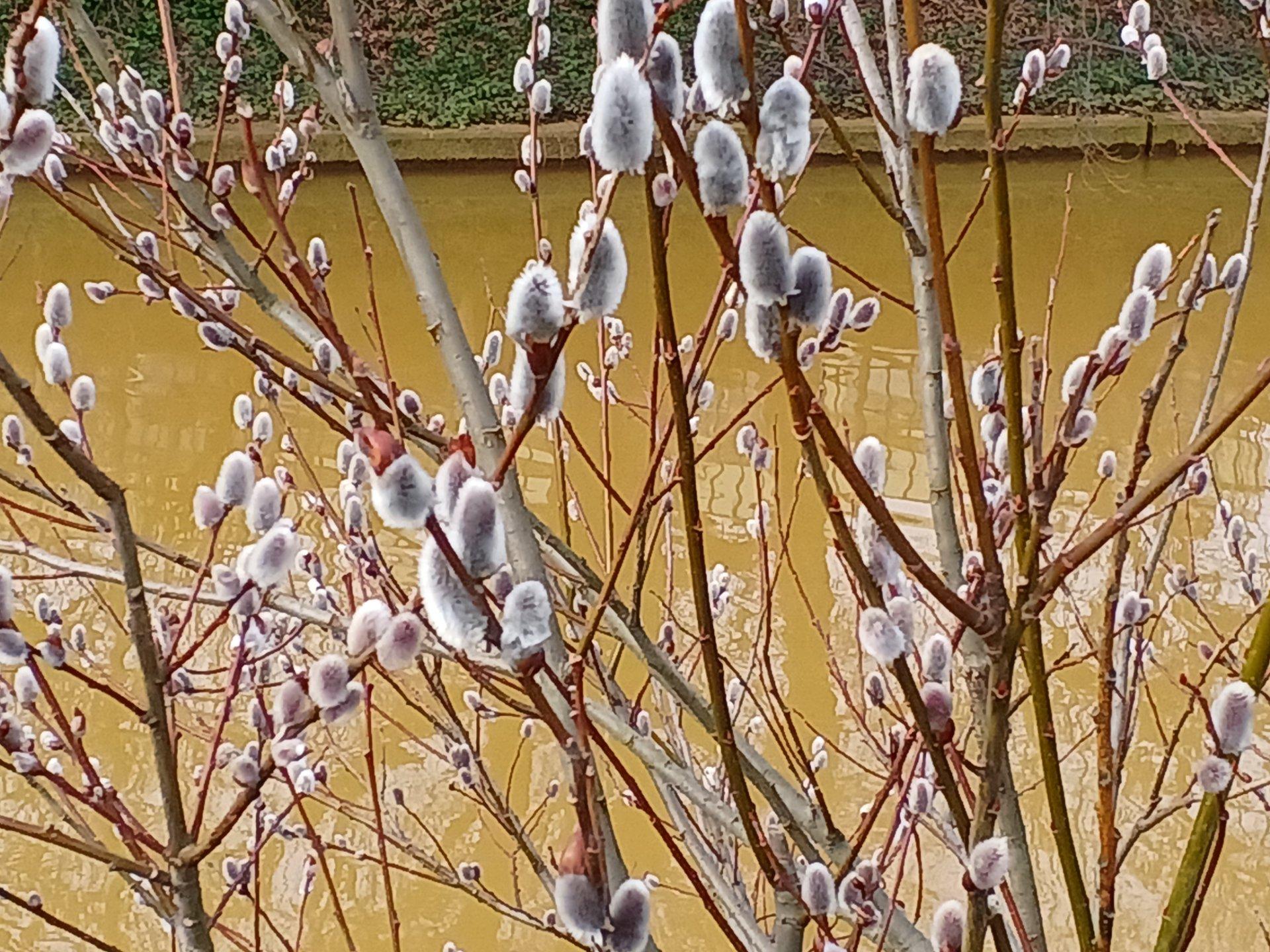 雲はないがすっきりした青空ではない　風が冷たい　ネコヤナギ