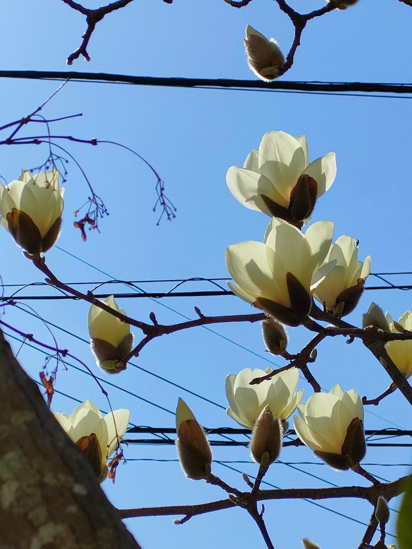 18.7度　少し風ありますが気持ちいいです。「ハクレン」が咲き出しヒヨドリさんが食べるので花弁が散ります。