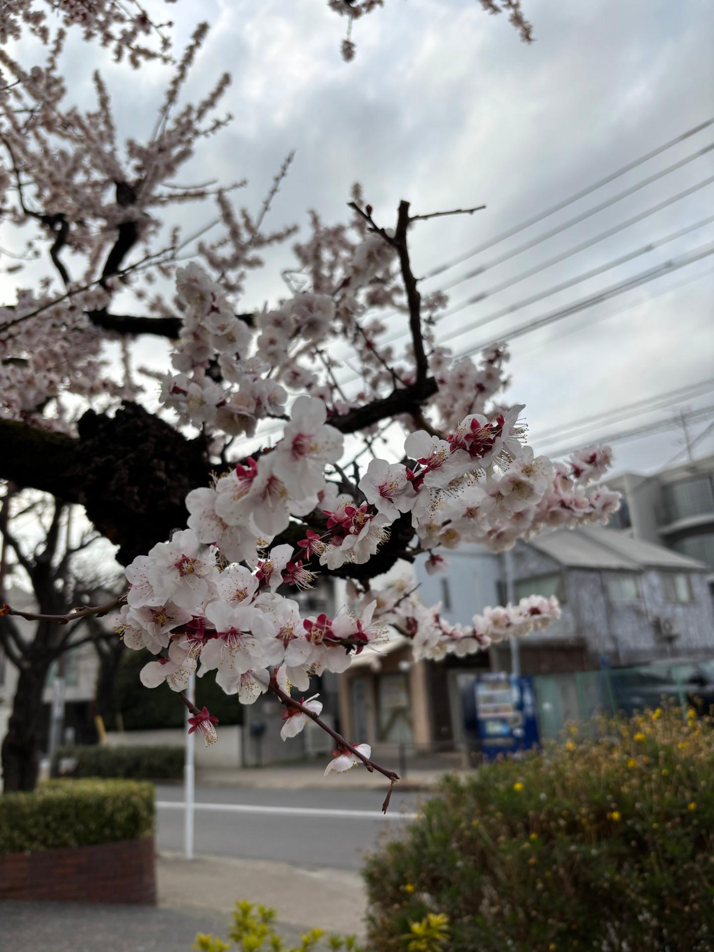 「桜」テーマ開催中です