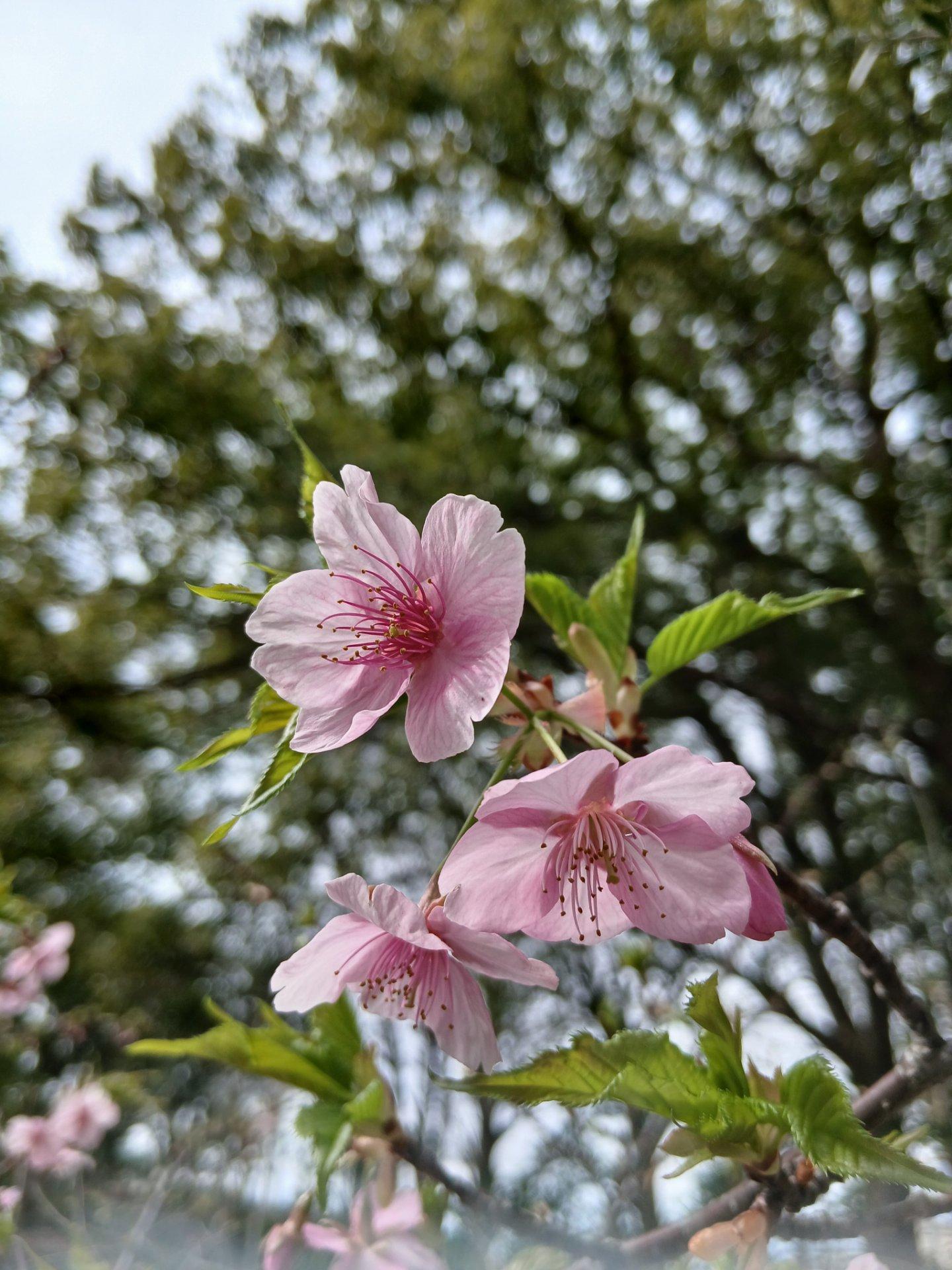 桜」テーマ開催中です - みんなの投稿ダイジェスト | Yahoo!天気・災害