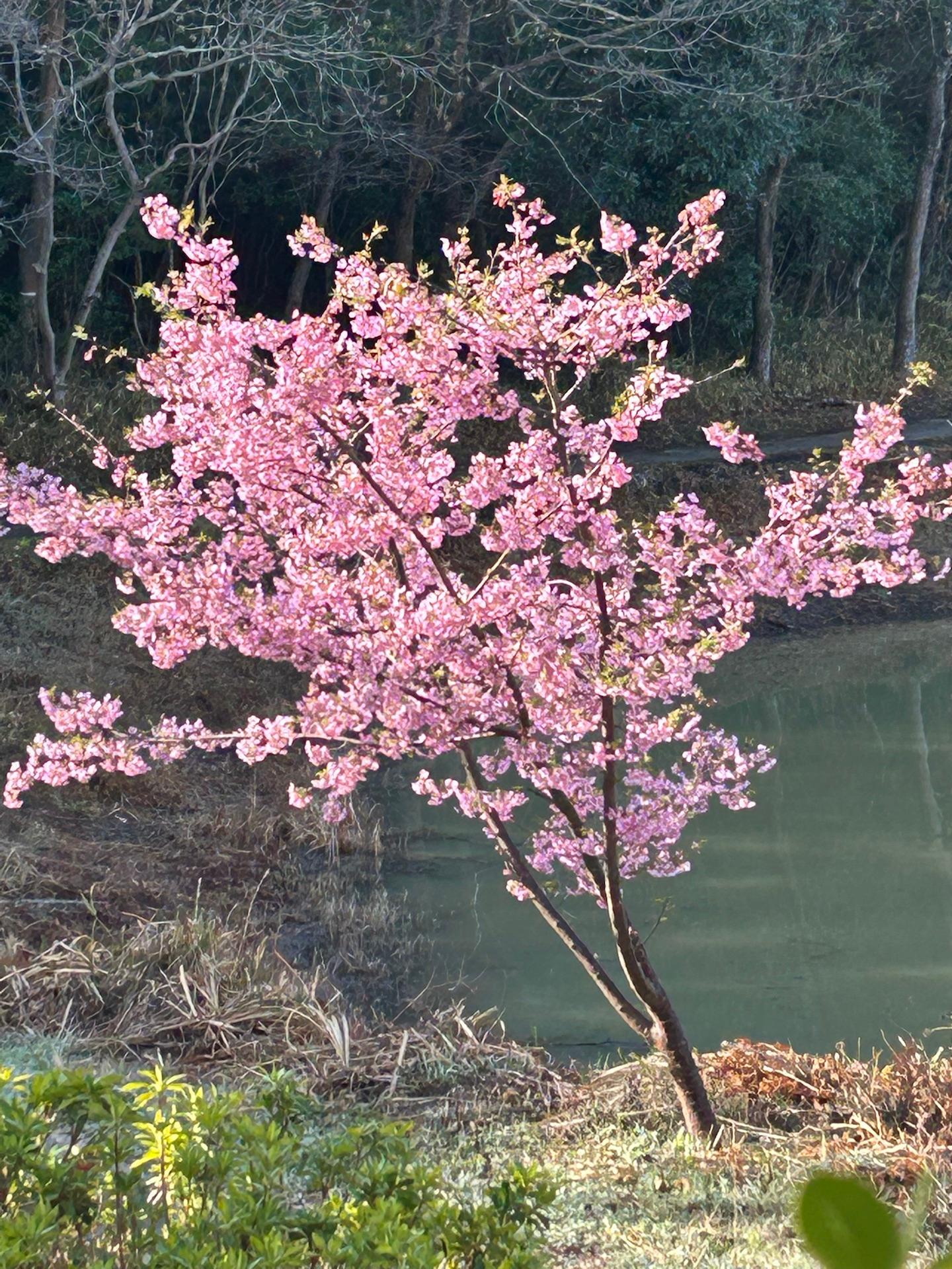 響き山河津桜