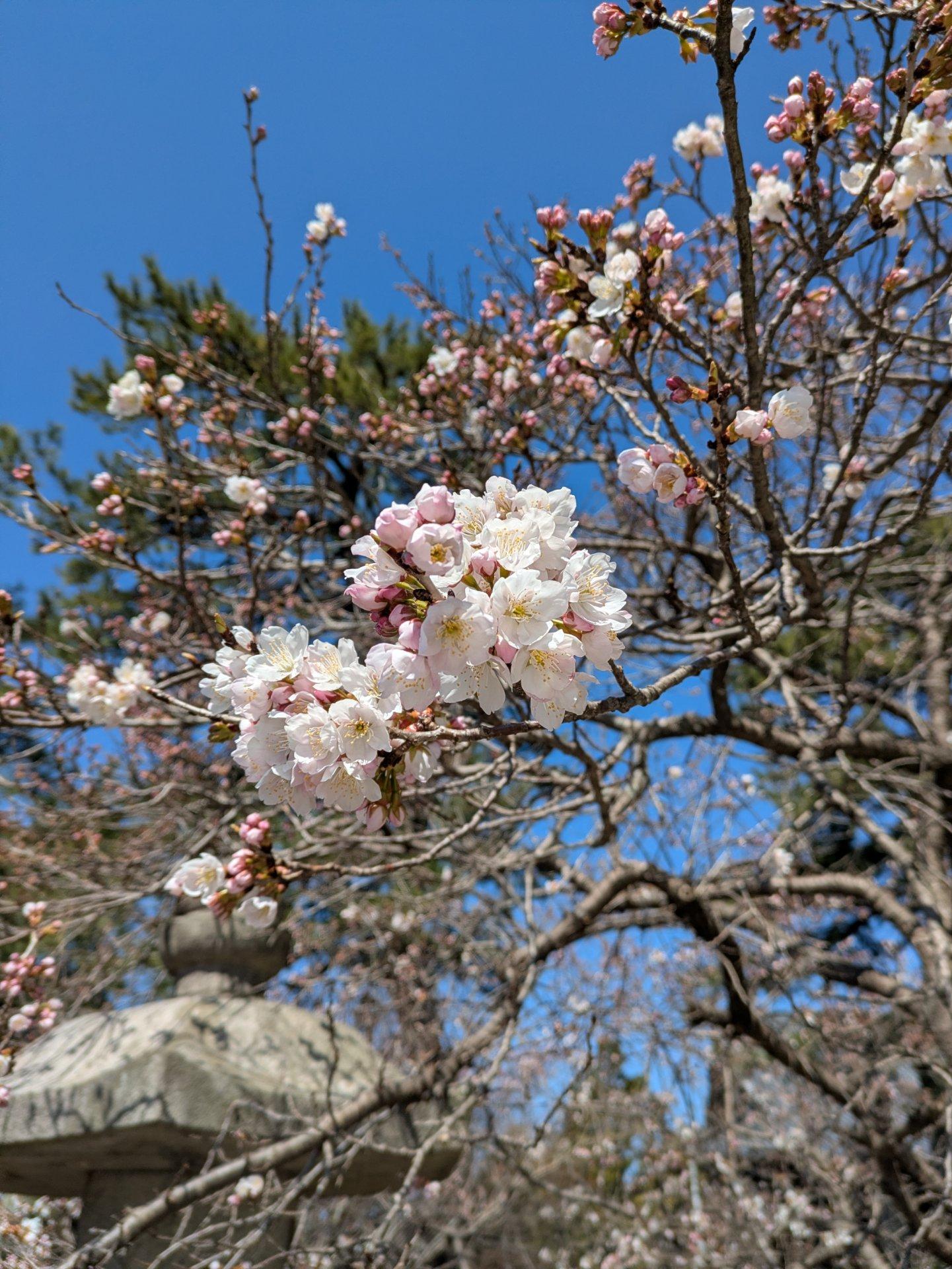 善通寺の涅槃桜が咲き始めました!画像は北側の桜ですが南側は八分咲き...