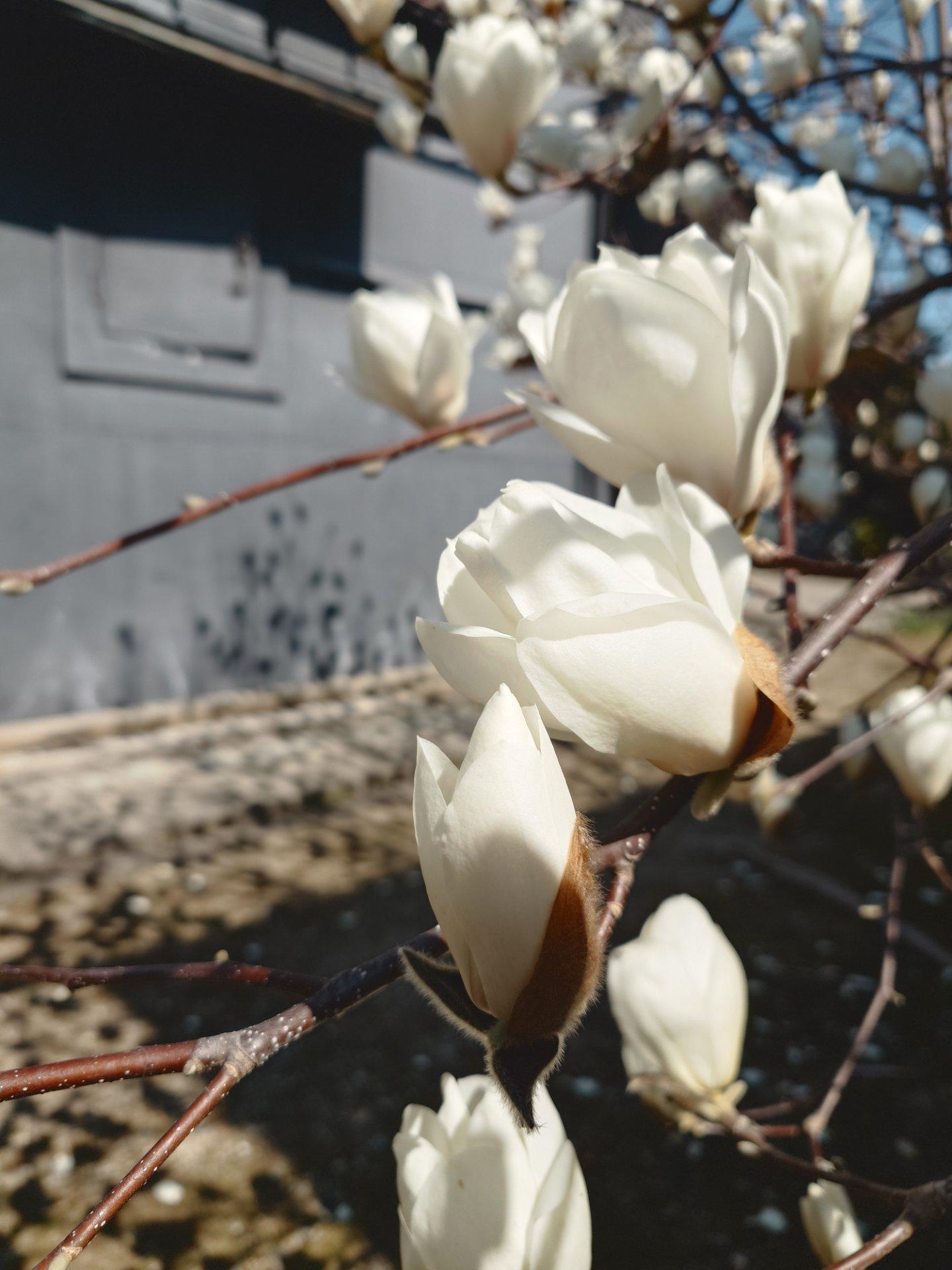 木蓮がもう咲きそう！日向は暖かいね。