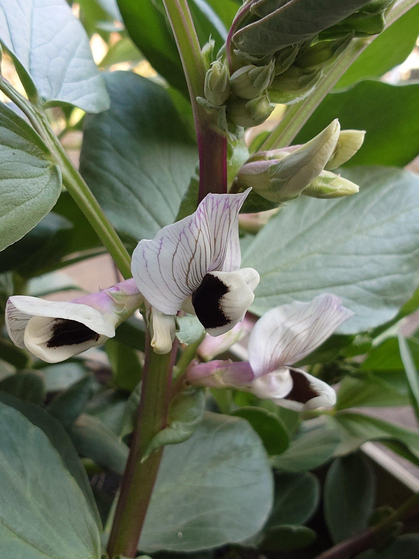 ソラマメの花が咲き始めた