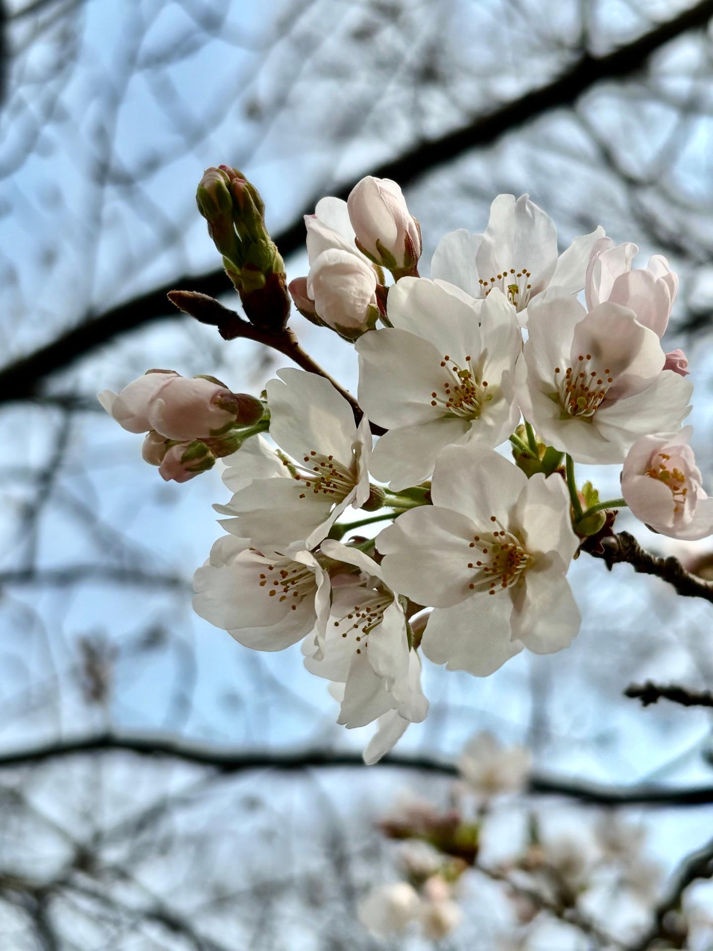 第一運動公園も咲き始めました🌸
