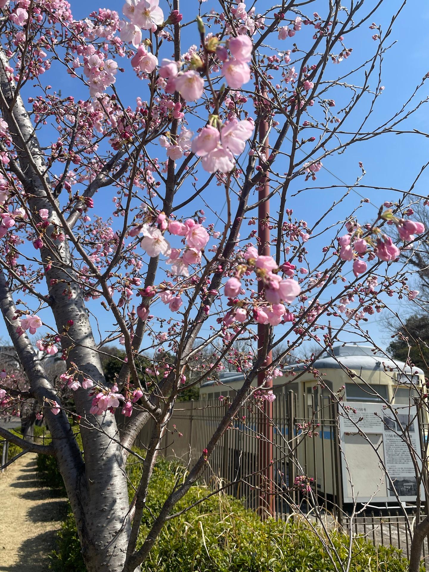 各地で桜の開花が進んでいます