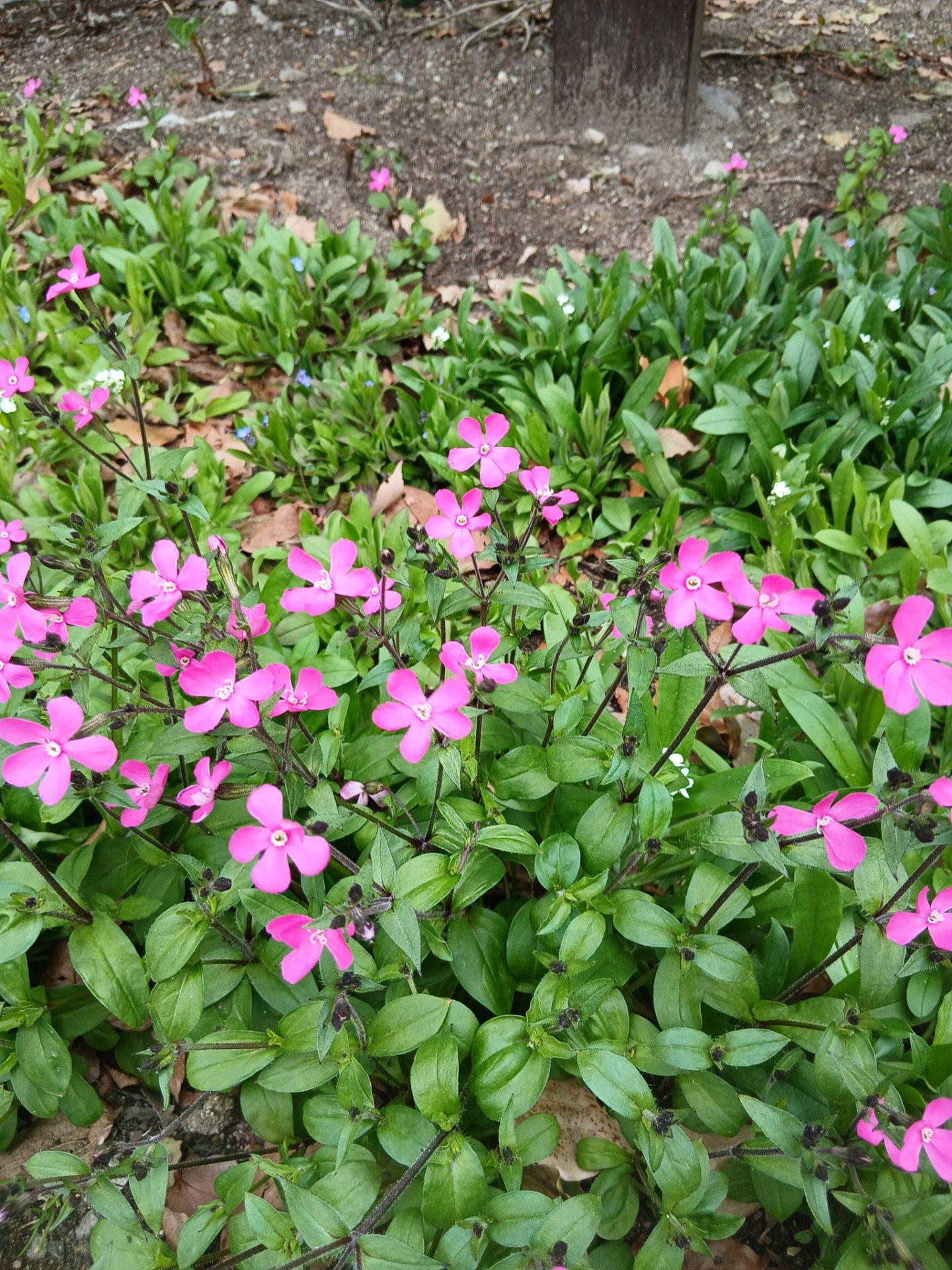 花が咲いているのが、見られるようになった