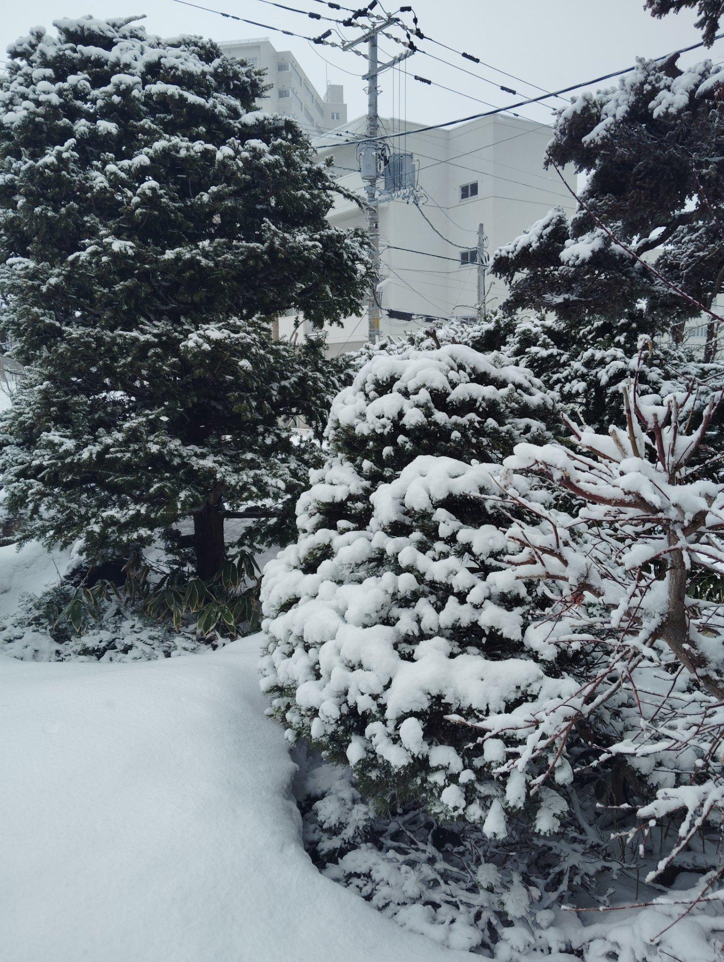雪！！
