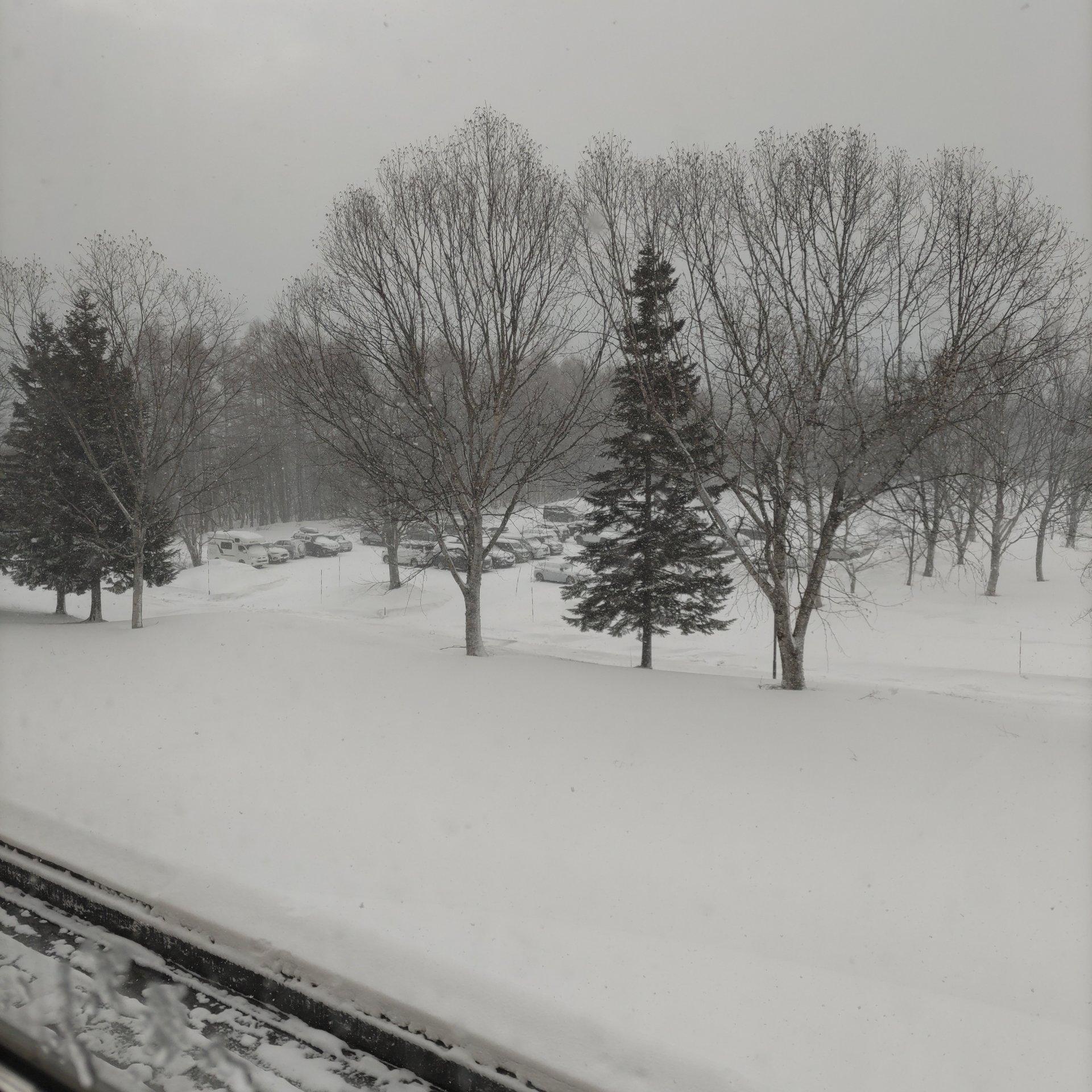 雪降ってます。積もってますよ。