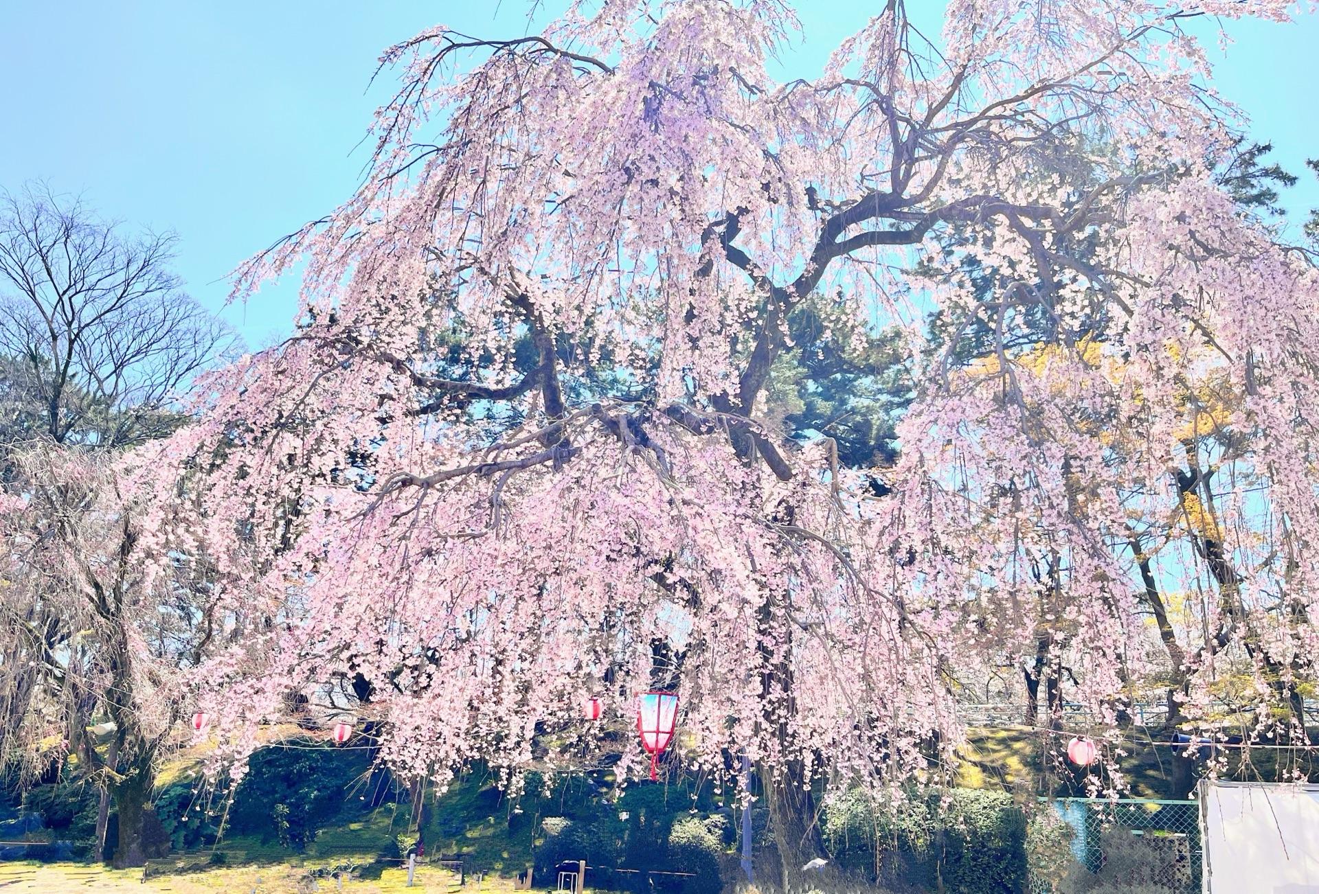 名古屋城枝垂れ桜満開です