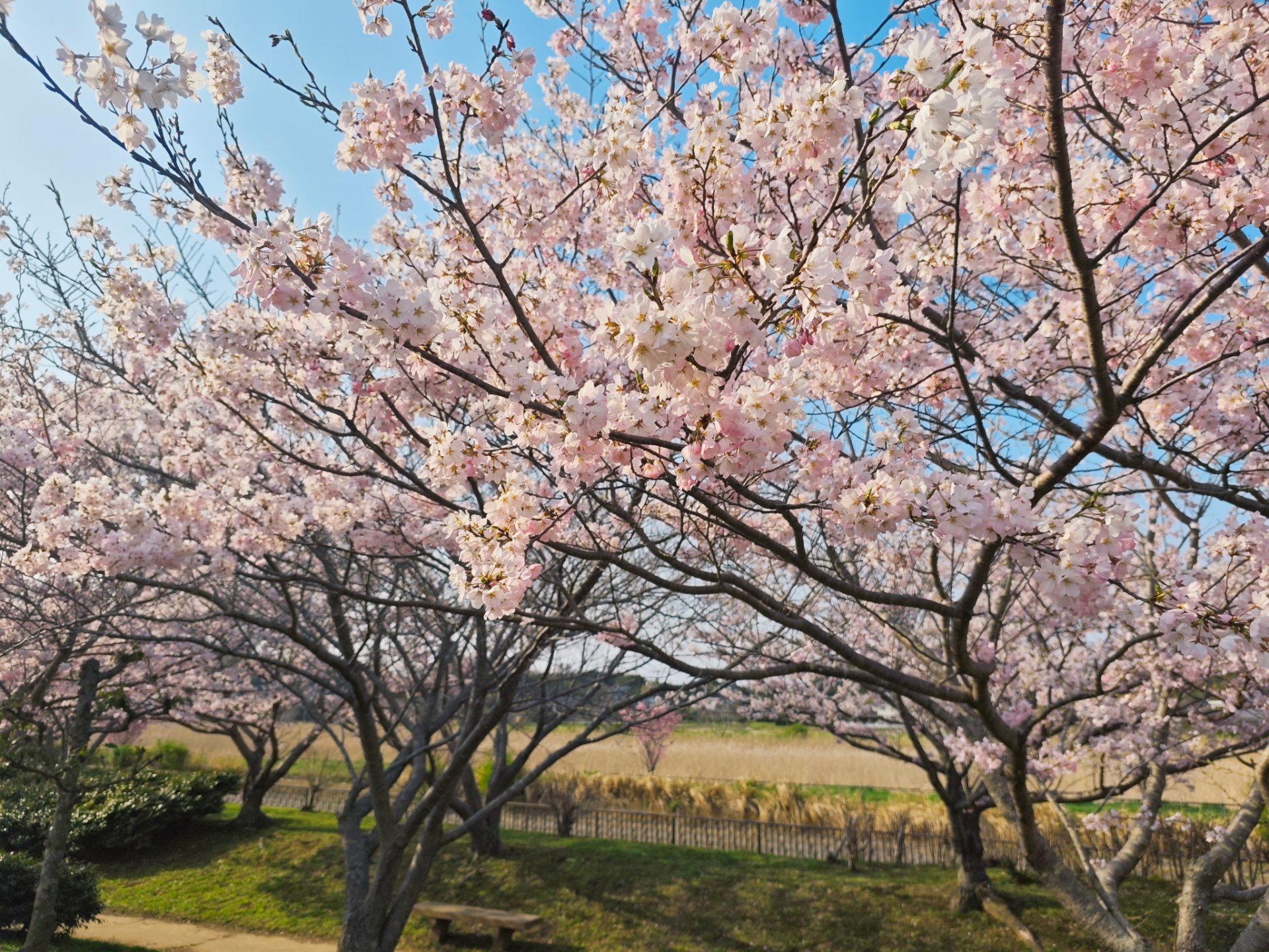 桜と桜と桜とネコと