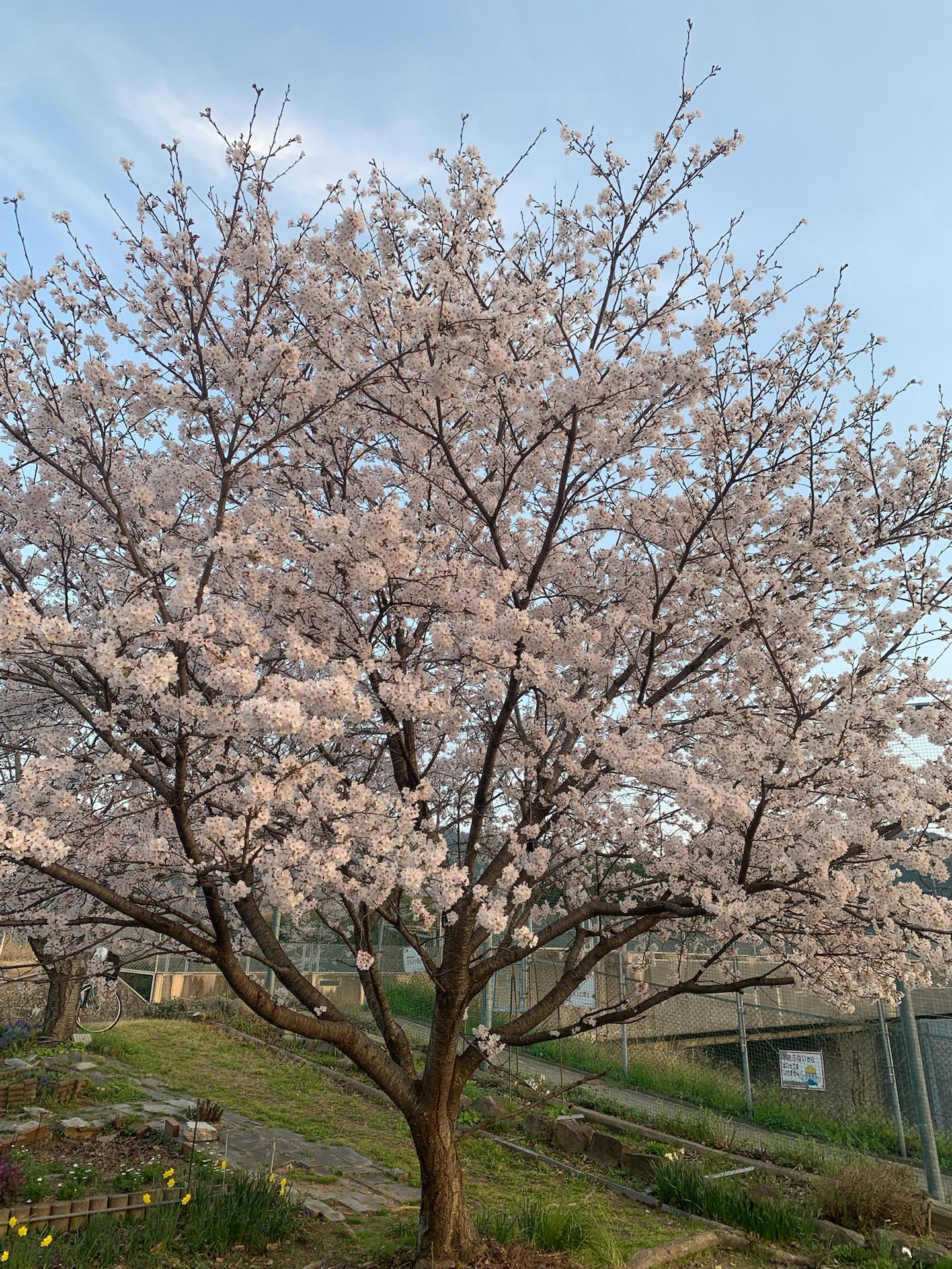 ここら辺も満開だね