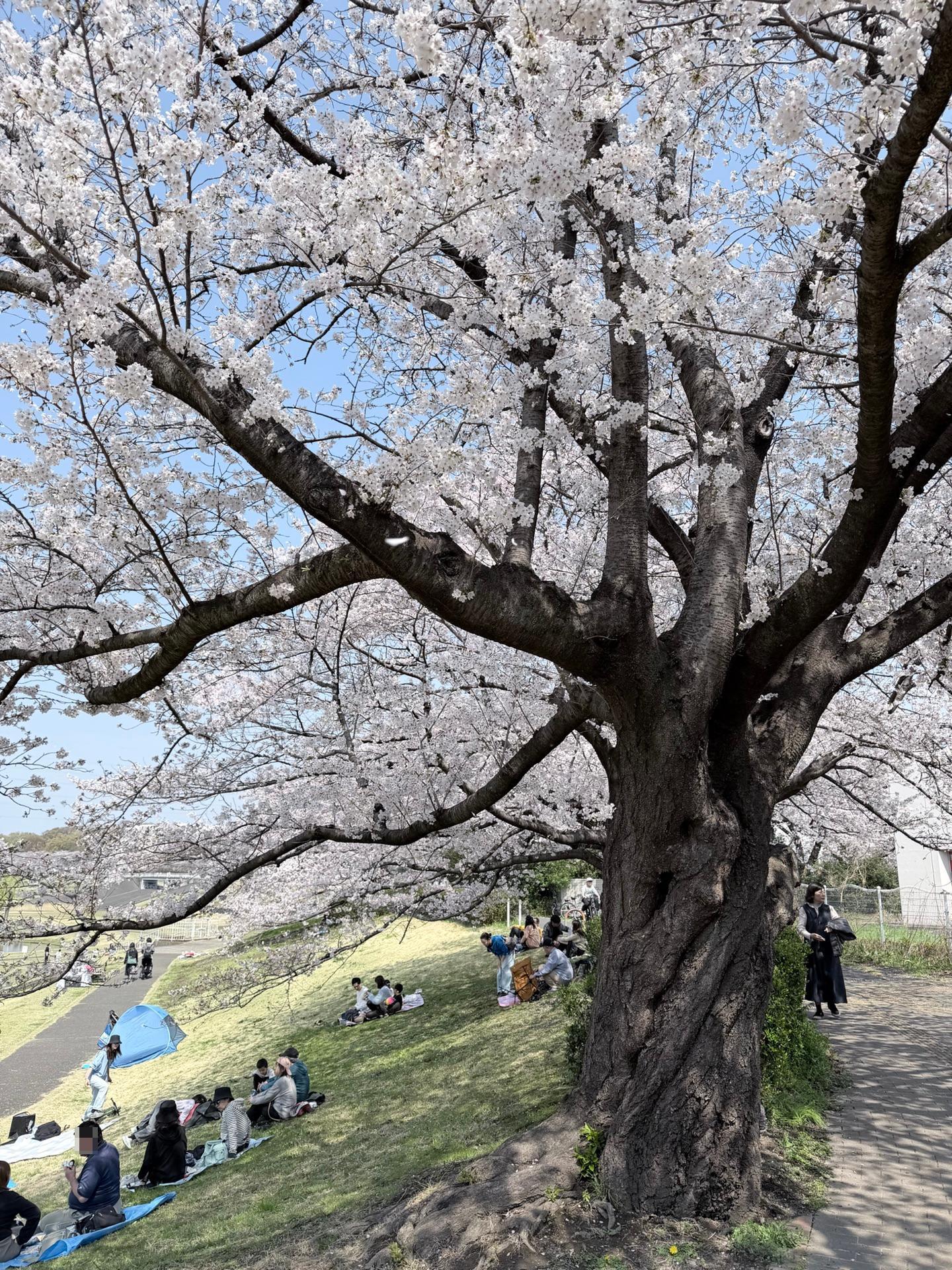 満開、お花見日和でした🌸