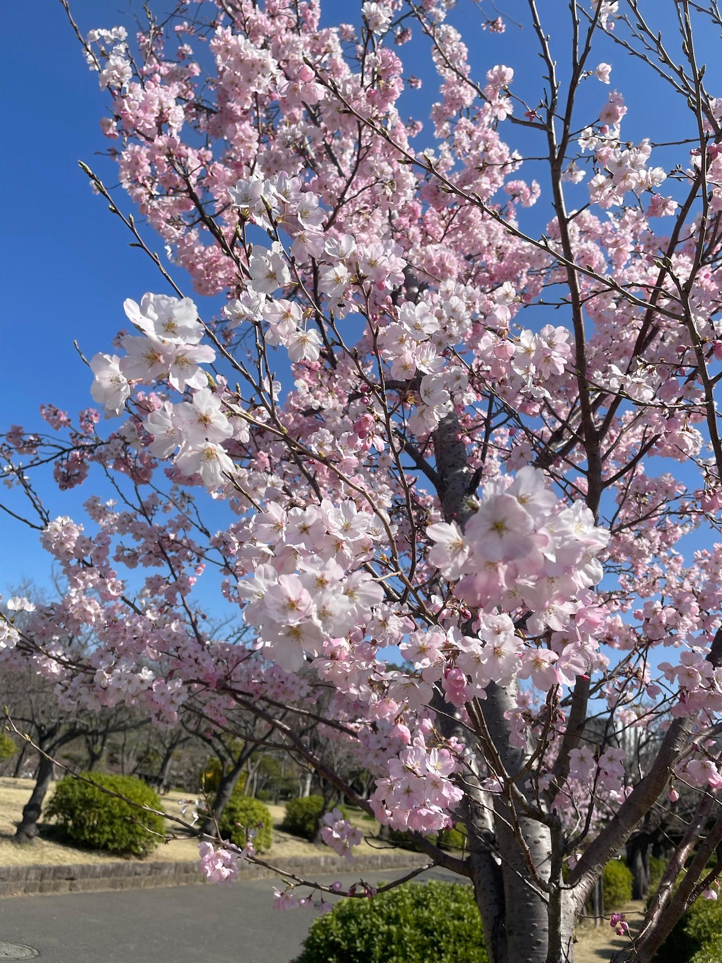 公園の早咲きの桜綺麗です普通の桜も後１週間位で満開になりそう