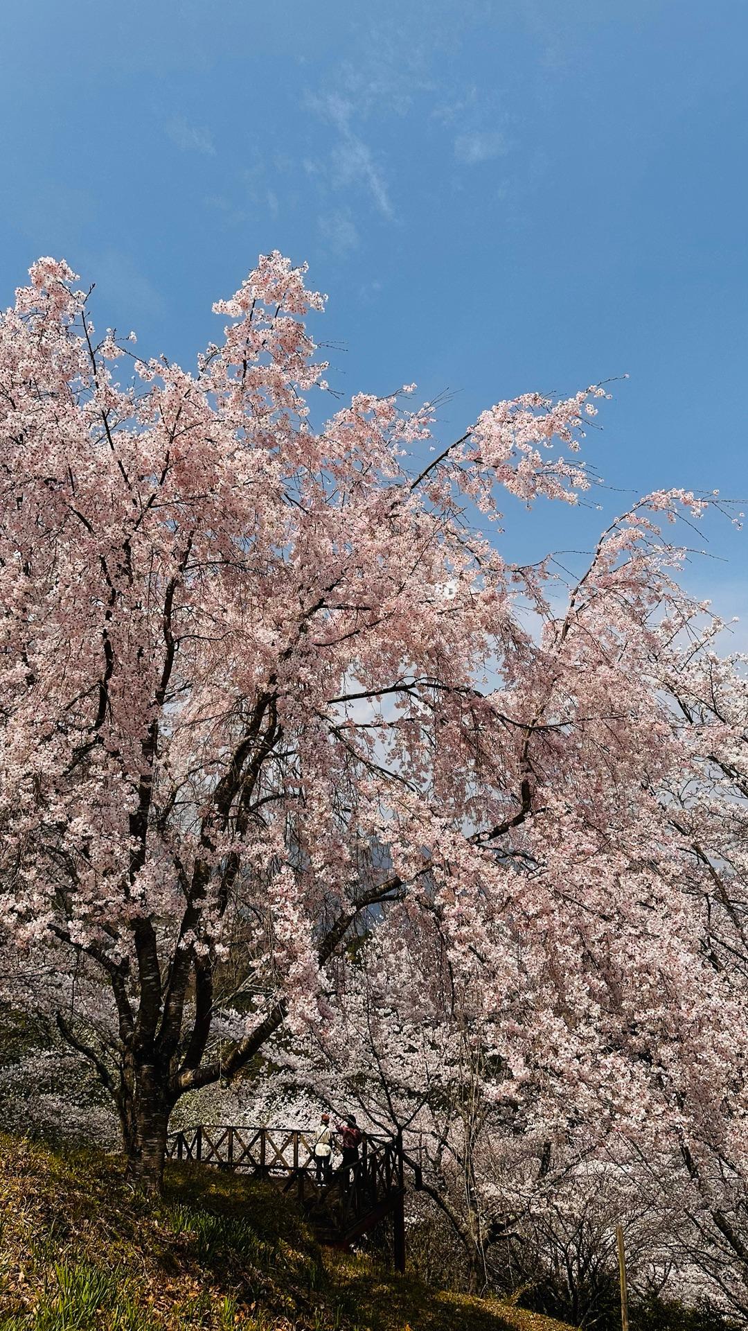 location於安パーク徳島県美馬郡つるぎ町半田西久保４８２🌸🌸🌸桜満開です！