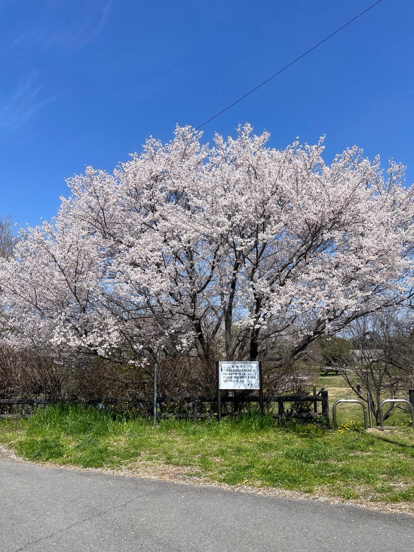 深北緑地の桜🌸