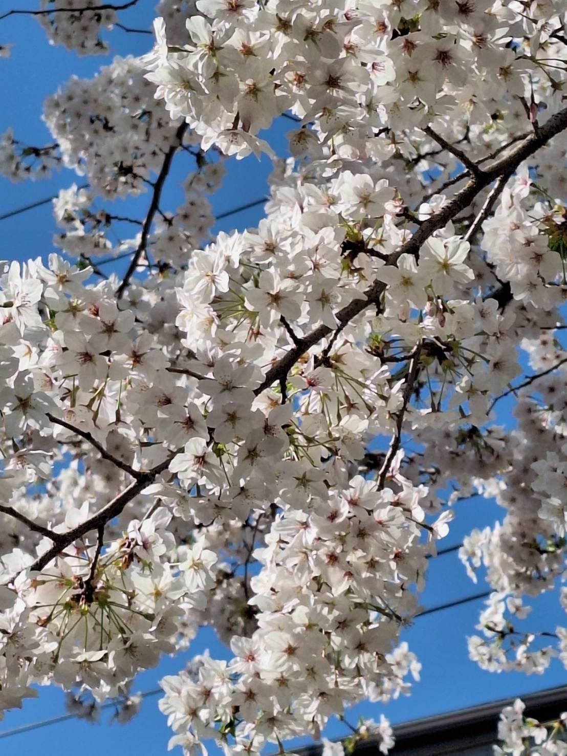 青空に🌸、映えますね。暖かく花粉さえなければ快適🌞
