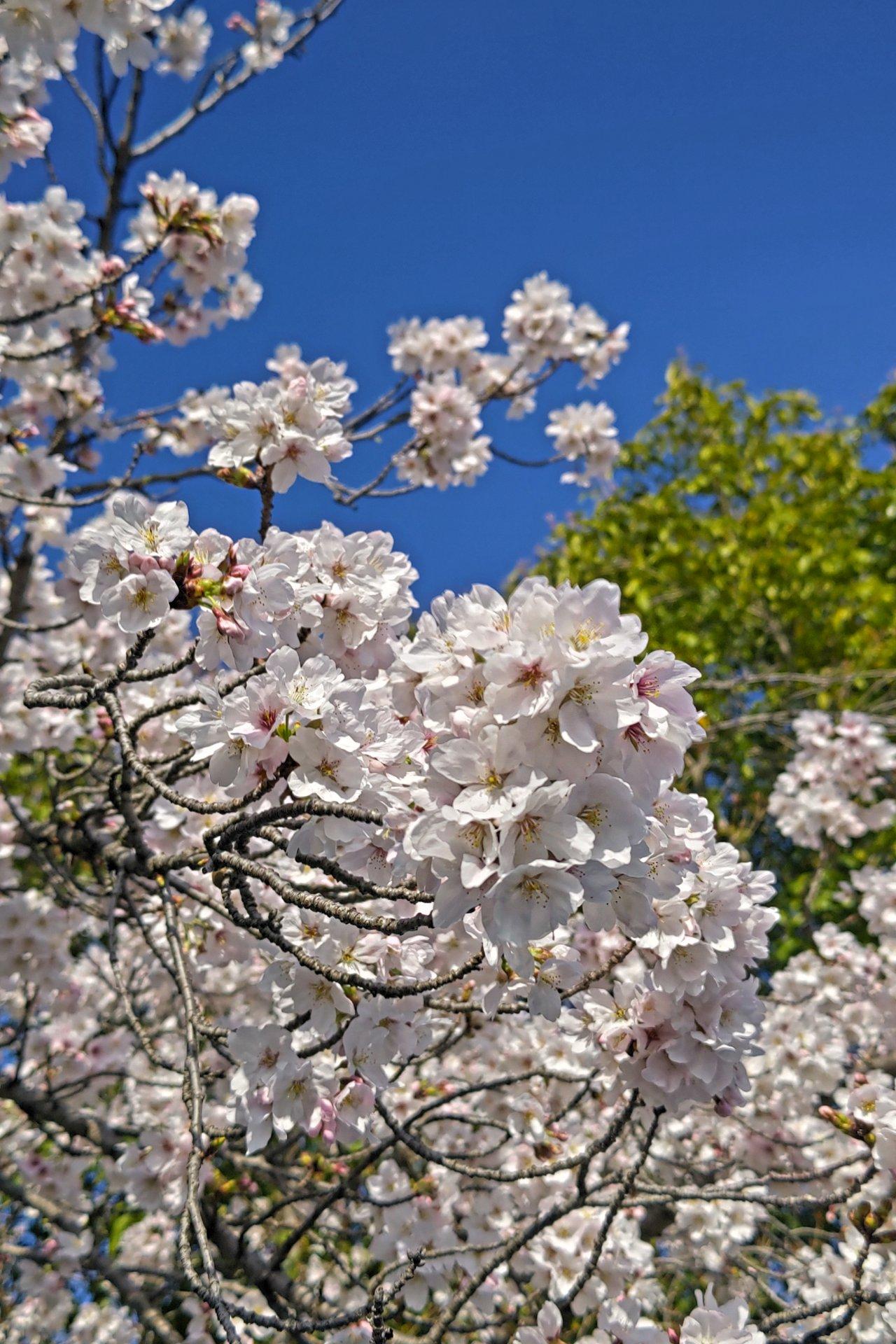 満開の木もあり
