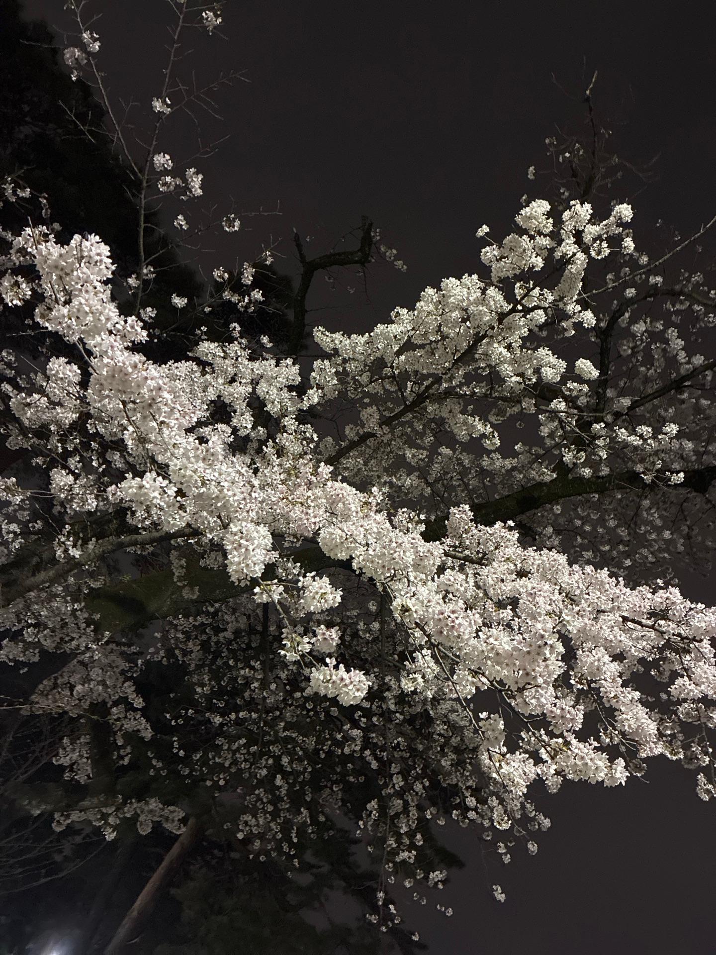 大宮公園の夜桜。ちょっと寒いけどキレイな桜が見られてよかった🌸