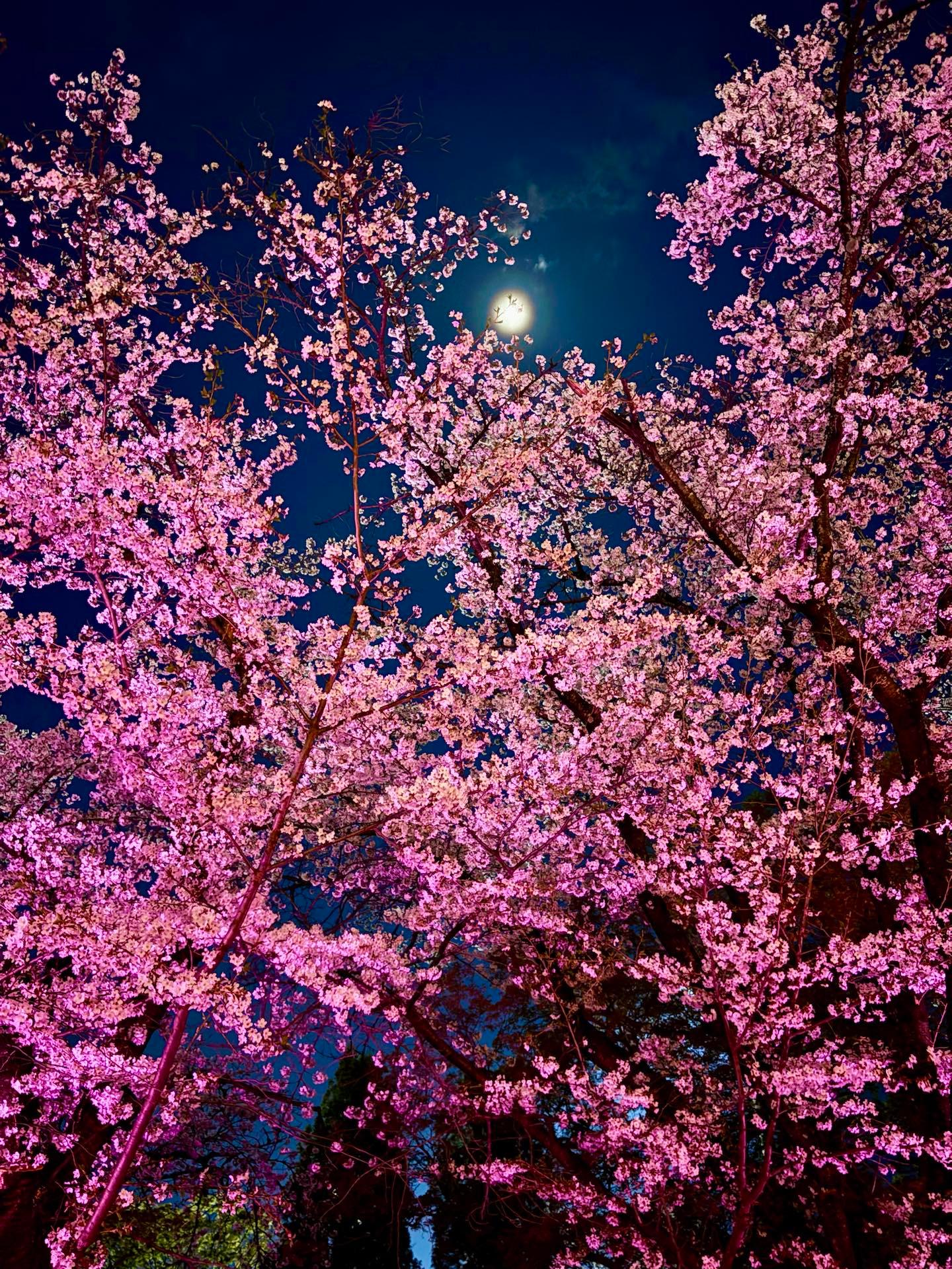 満開です！夜桜がとっても綺麗です。