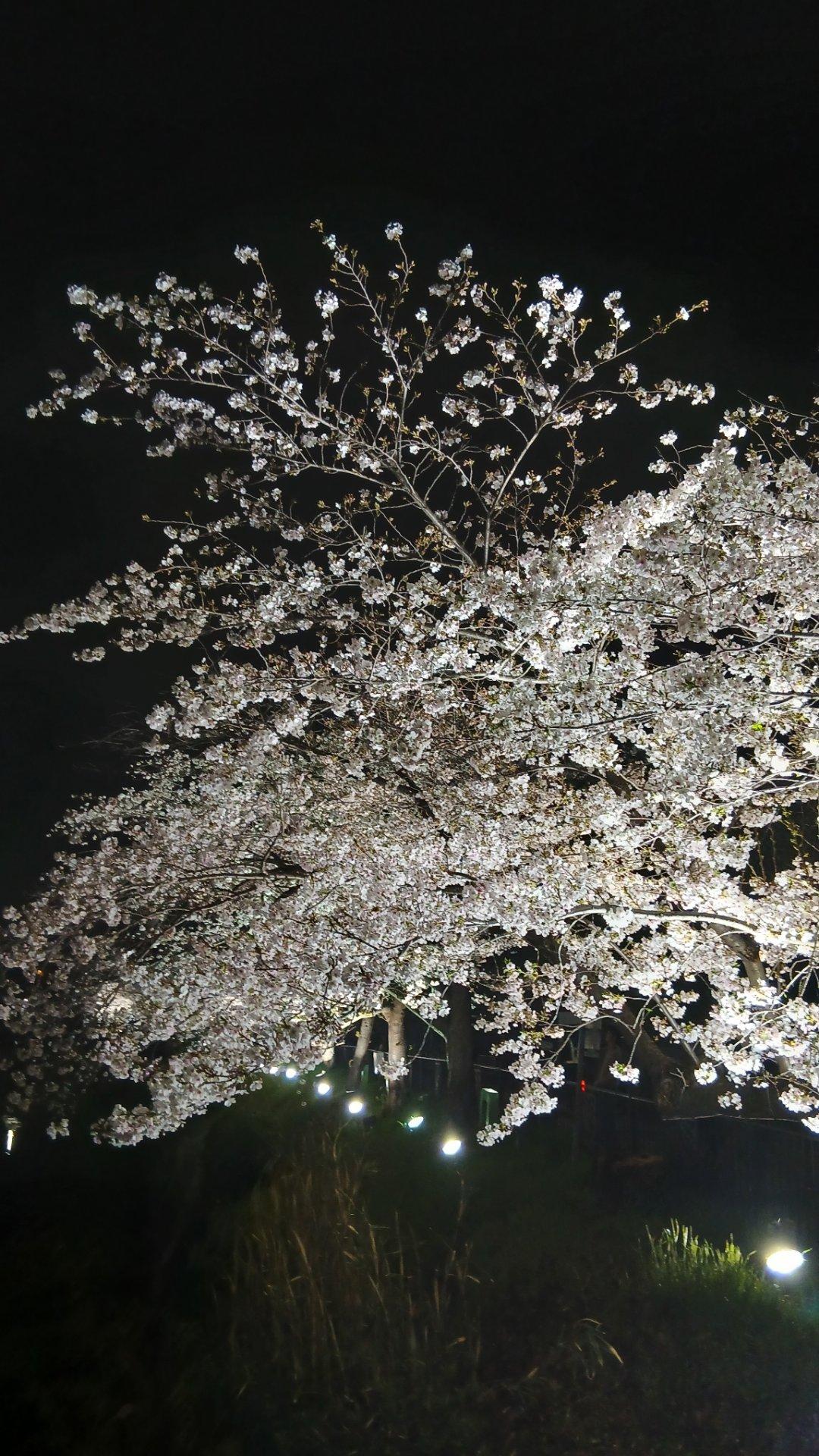 山崎川の夜桜です。