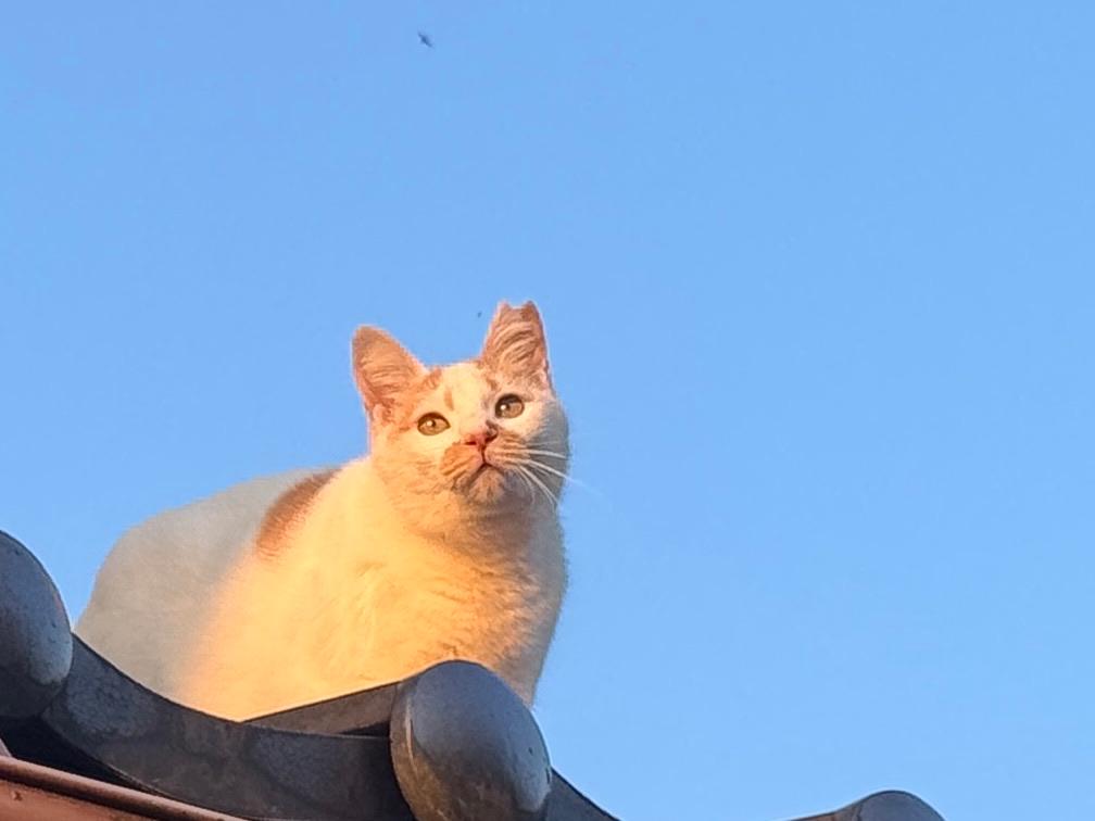 今宵も星が見えるだろう
