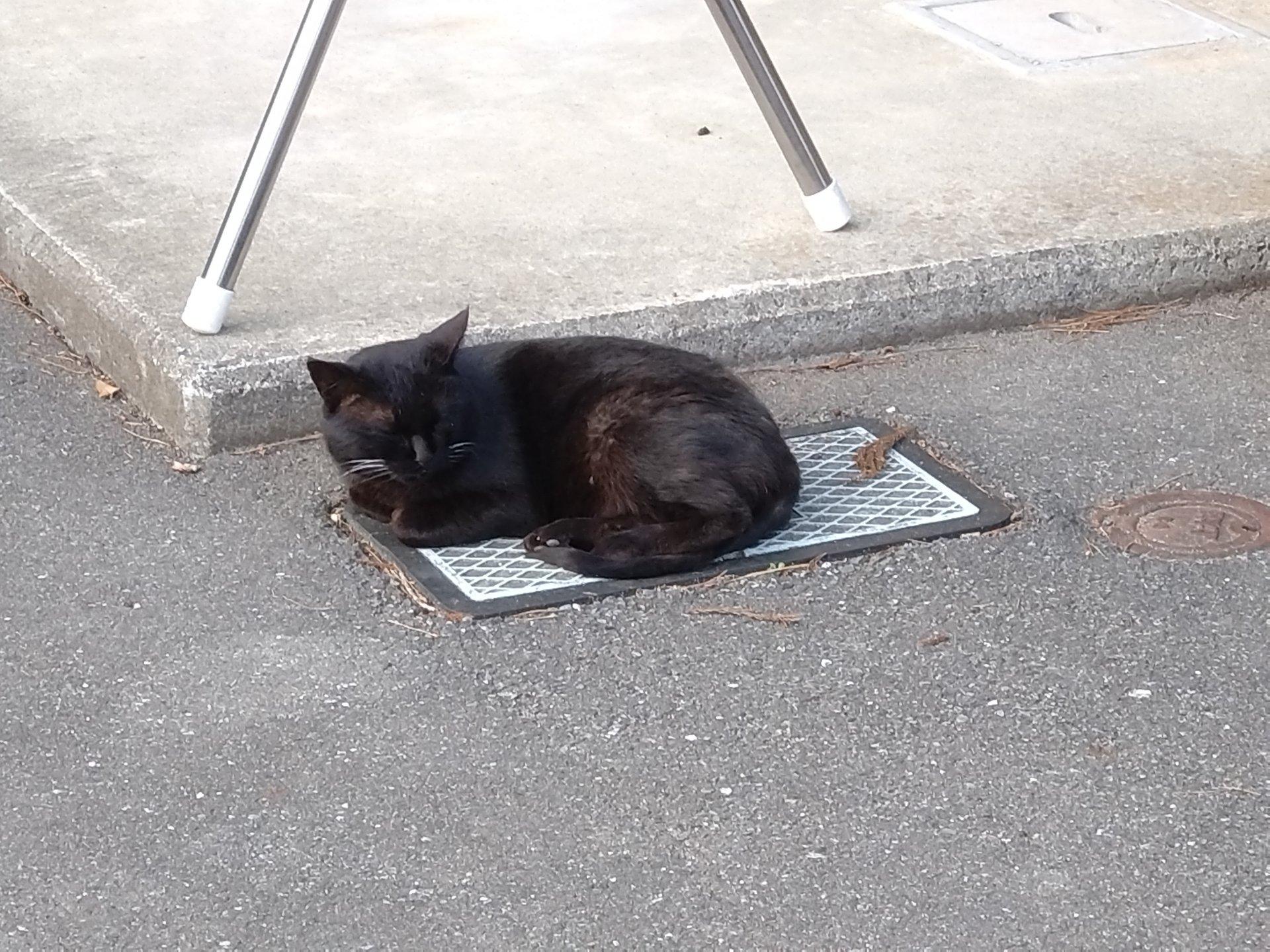 暖かいです猫もメーターボックスの上が気持ち良い様です