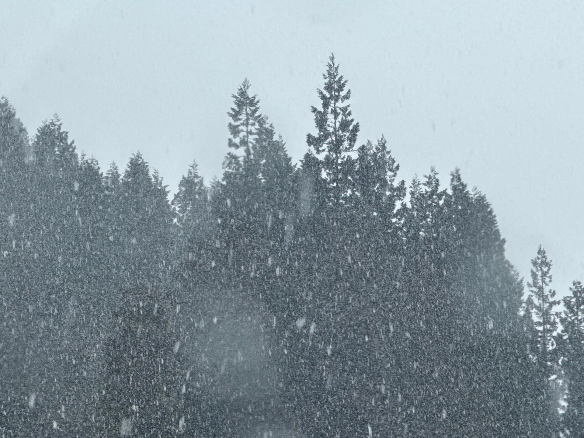 ミゾレだけどほとんど雪ｗ
