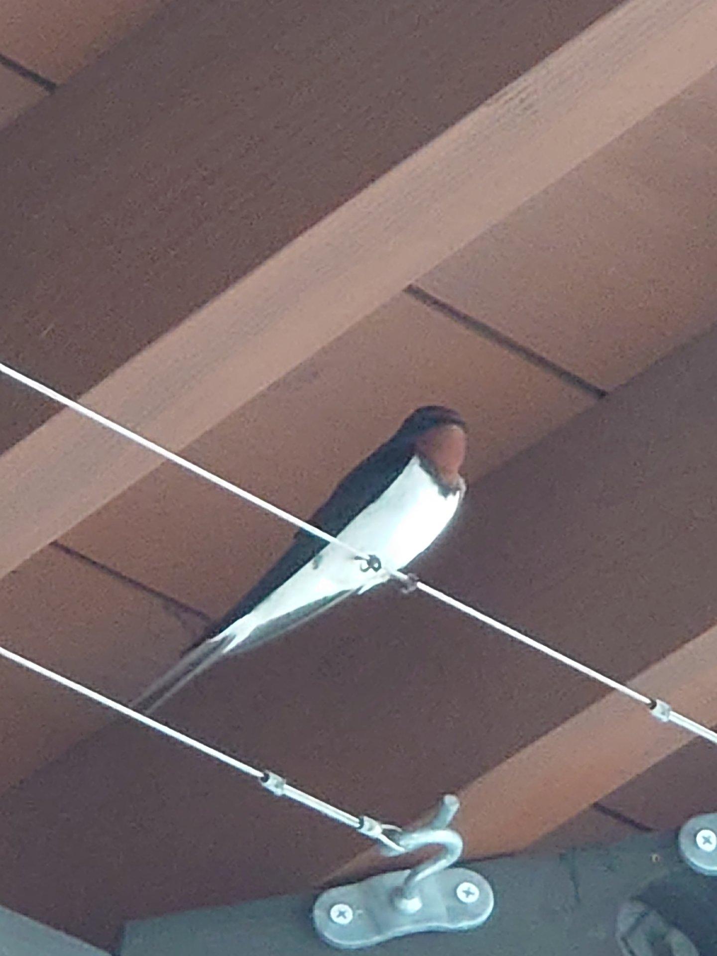 つばめが来てました