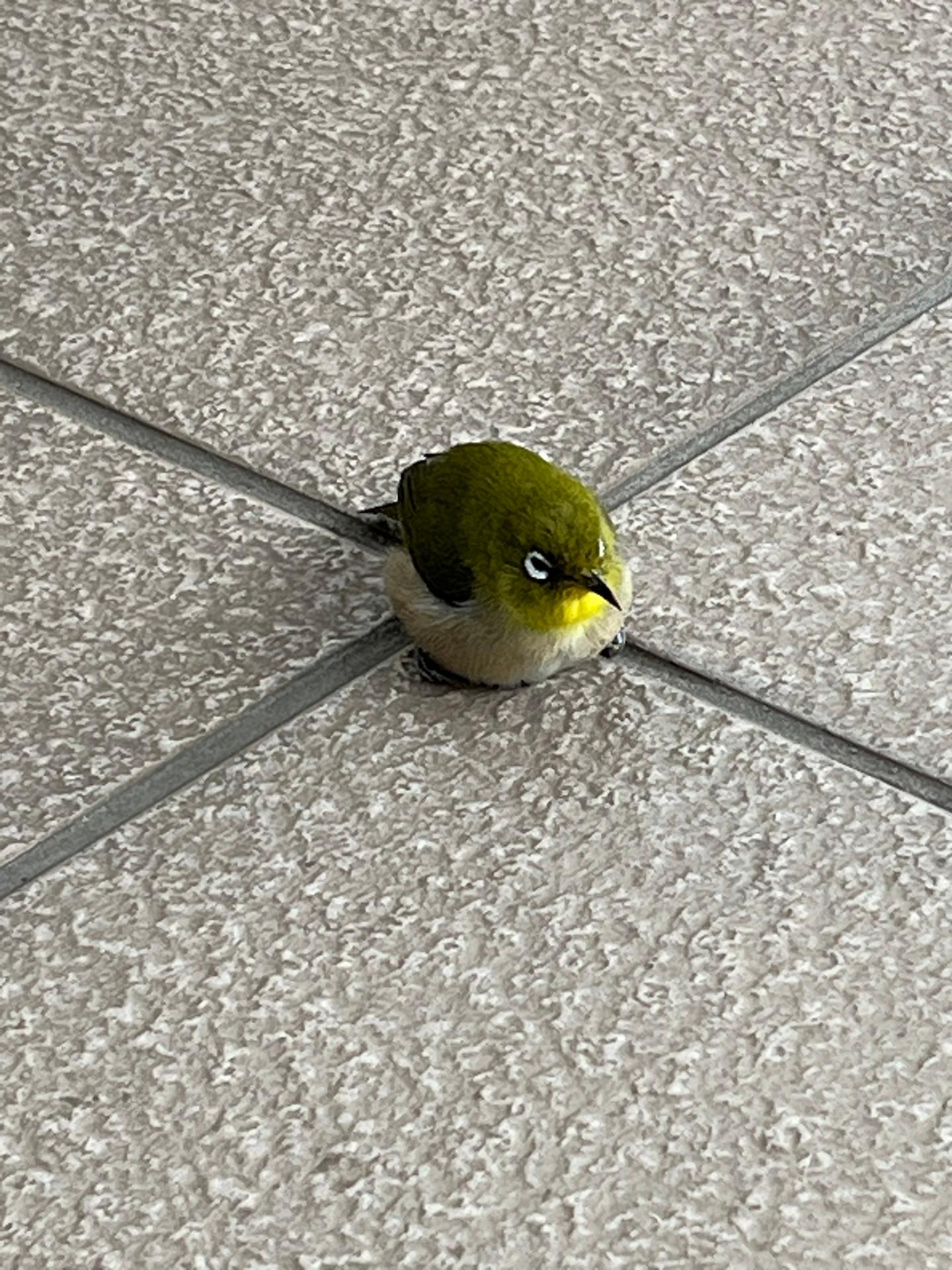 ホームにメジロちゃん