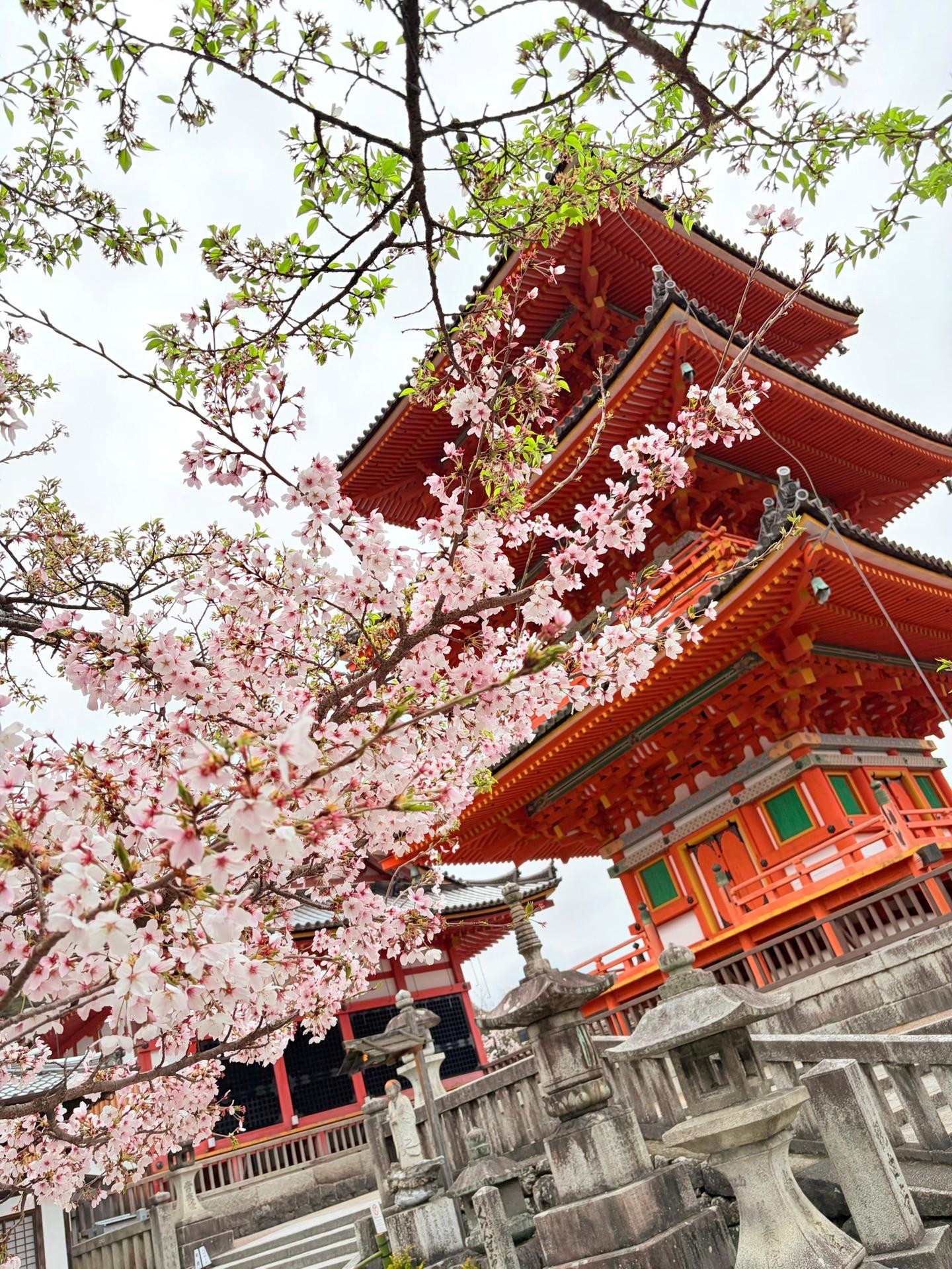 清水寺、桜満開🌸綺麗でした😄