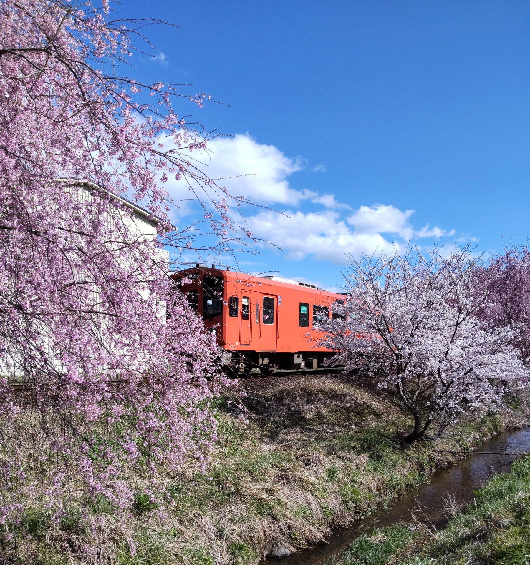 郡上市大和町万場付近長良川鉄道と桜