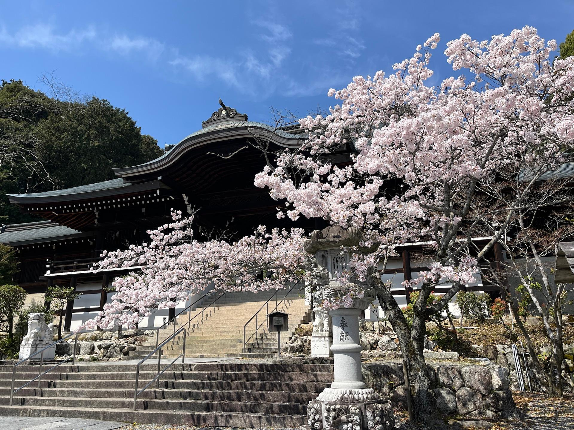 近江神宮、見頃です