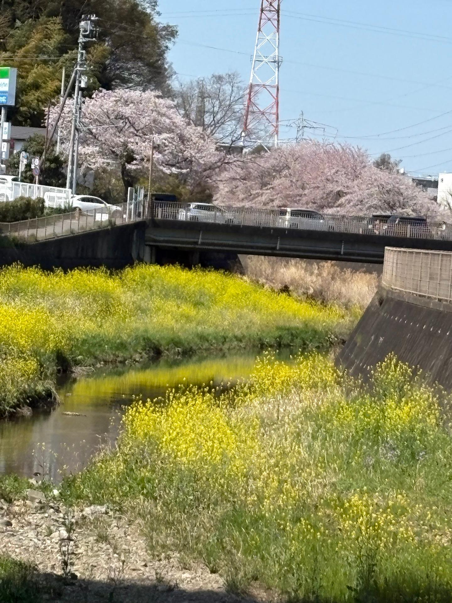 桜満開　菜の花との饗宴