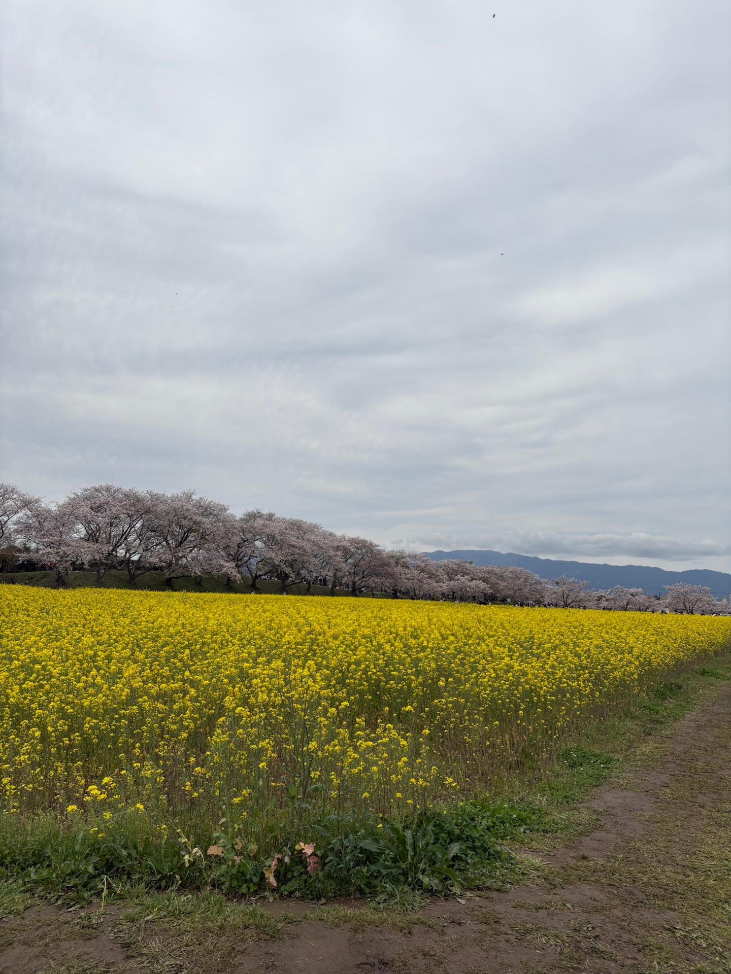 満開です。曇っています