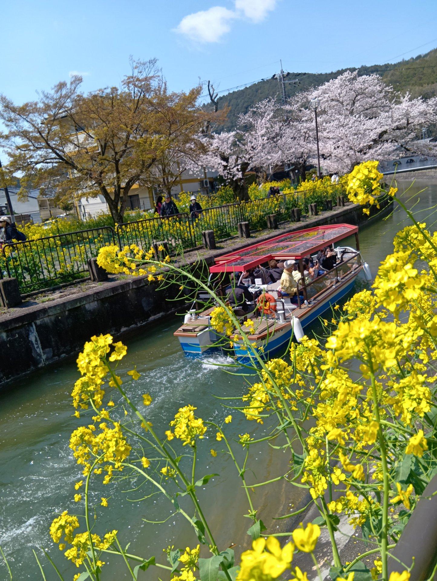 山科疎水、満開の桜と菜の花散り始めめも有り、コラボが凄く良い