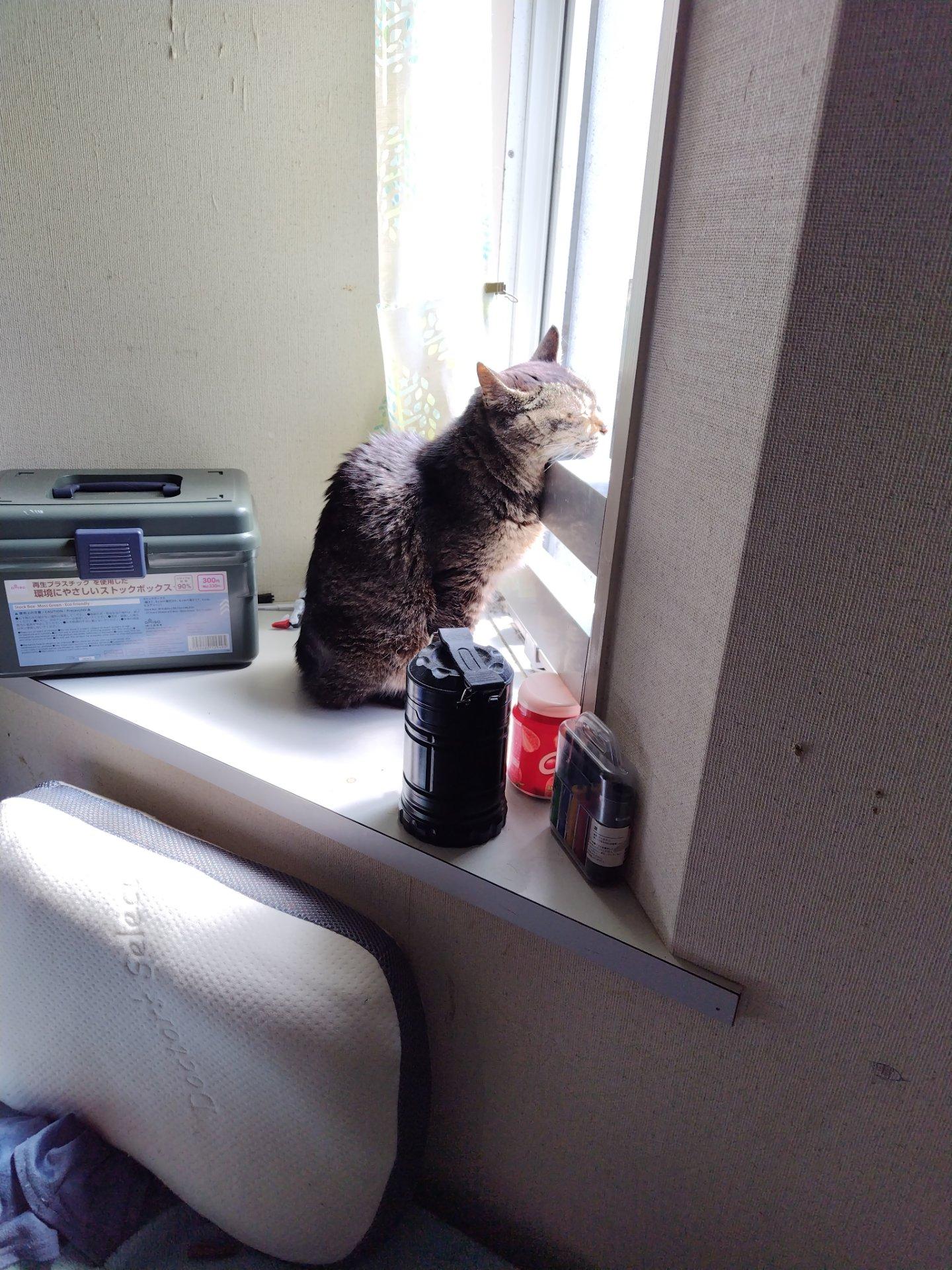 晴れてて、毎回恒例の光合成