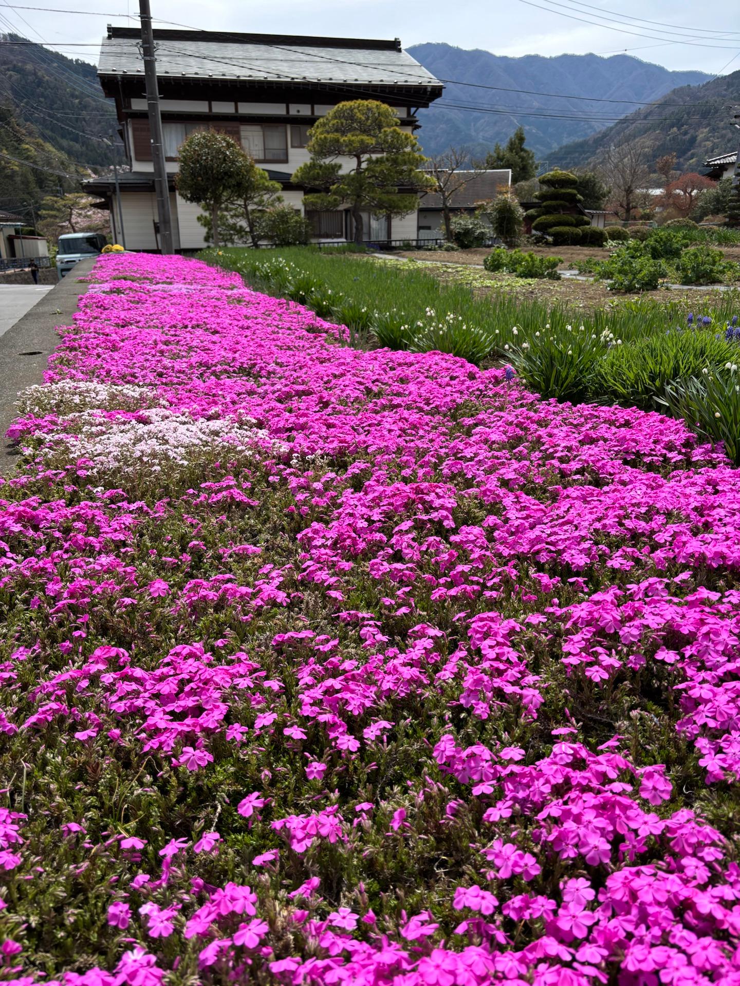 晴れてるけれど薄曇り。桜の次は、🌸芝桜。ピンクの絨毯のようです。