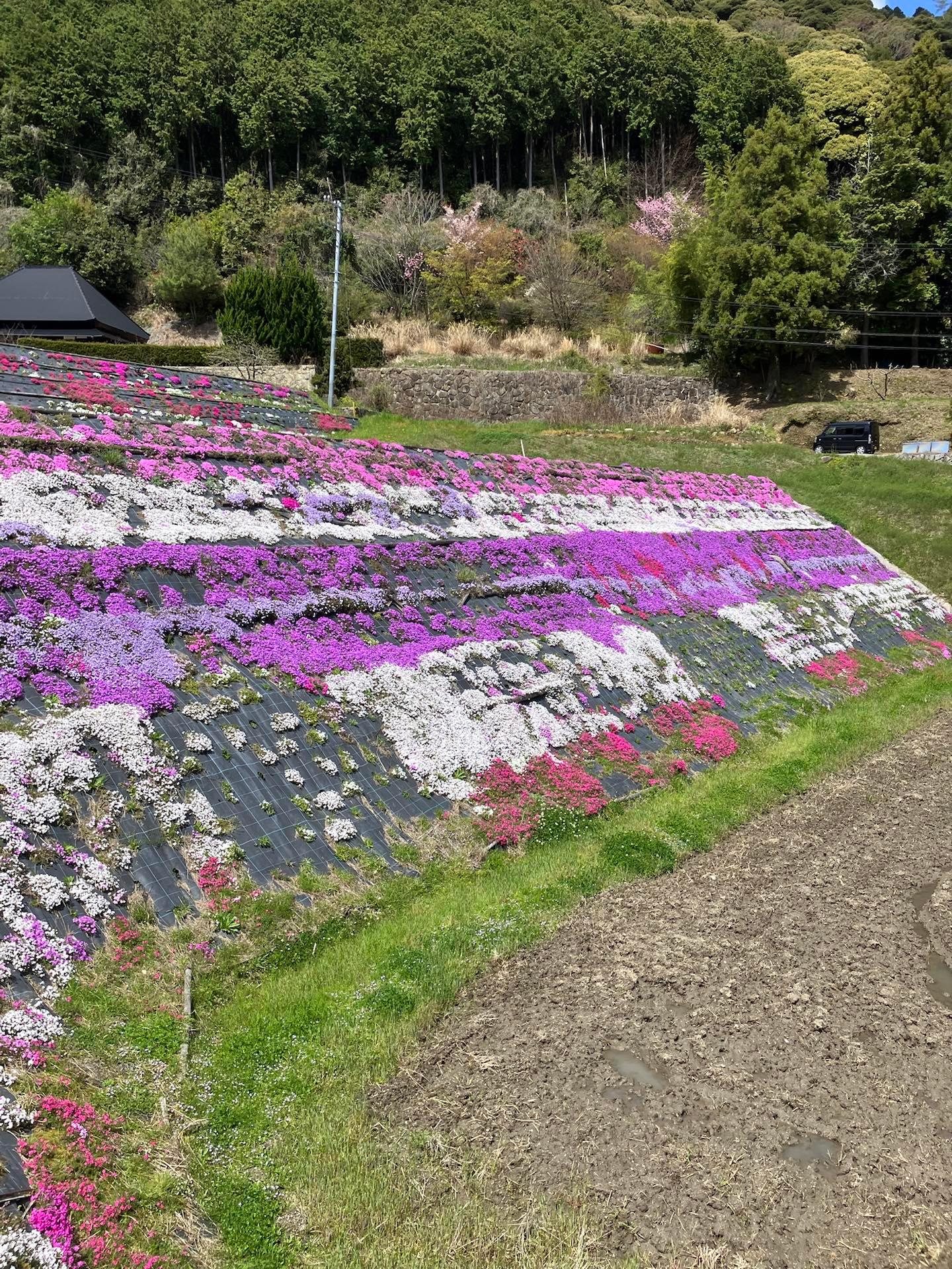 芝桜がきれいです