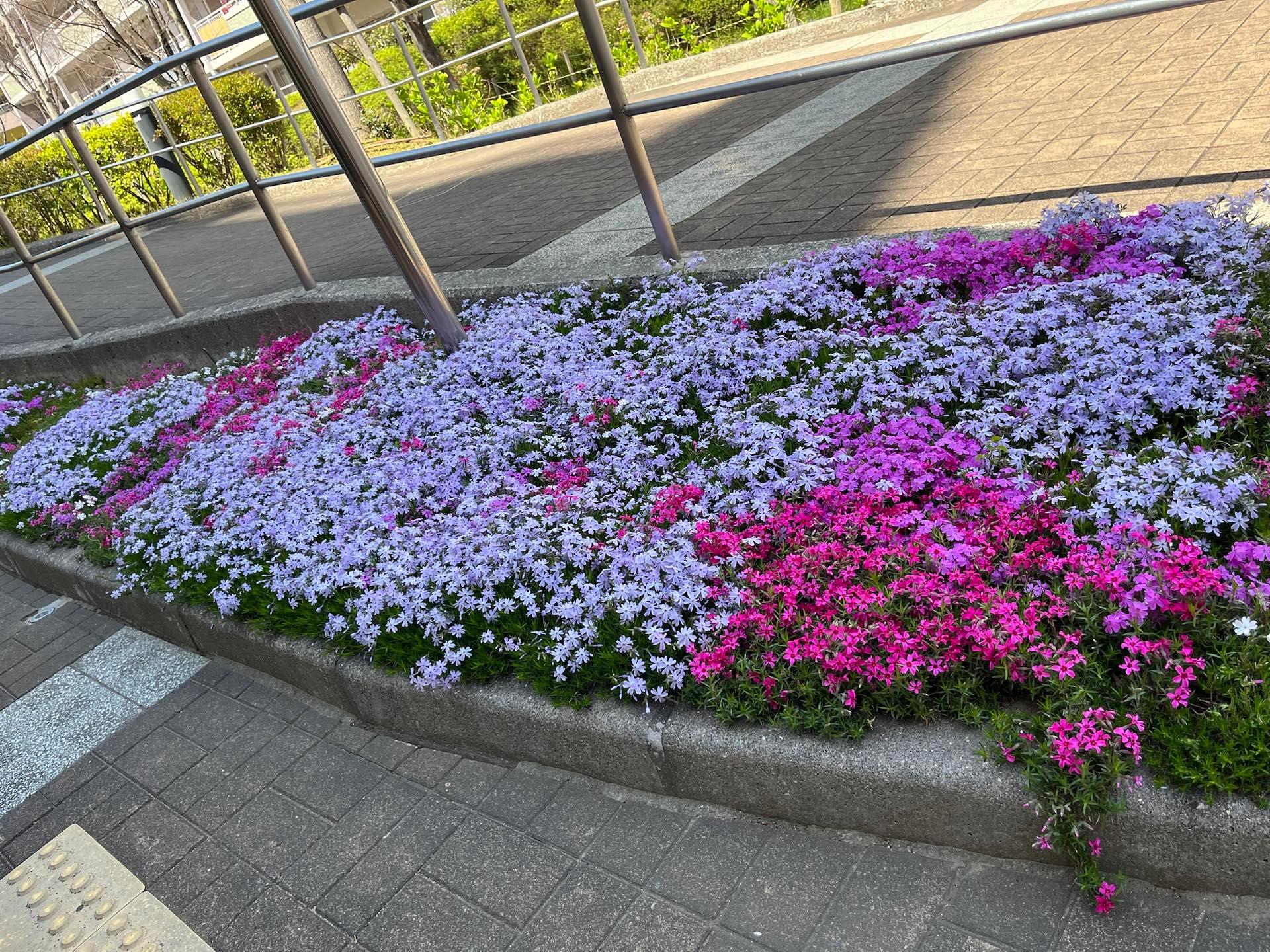 芝桜も見頃です　とってもいい天気
