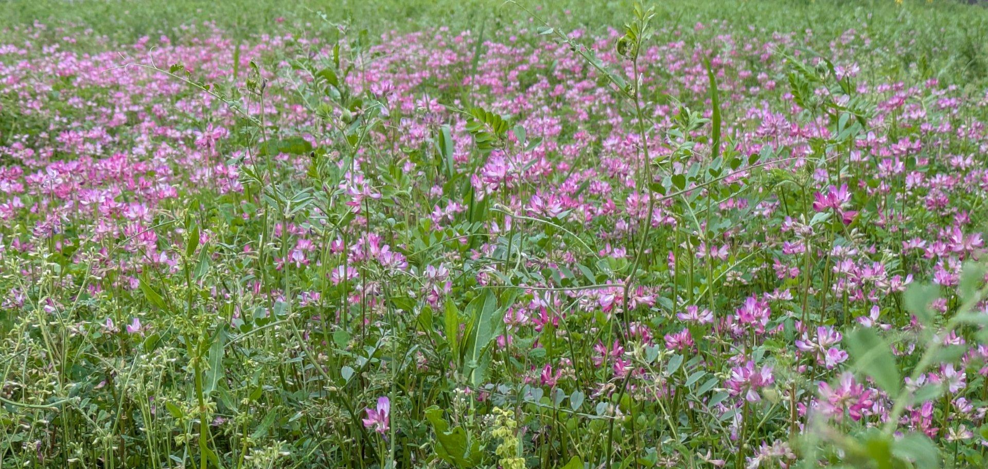 久しぶりにレンゲ畑を見つけました。