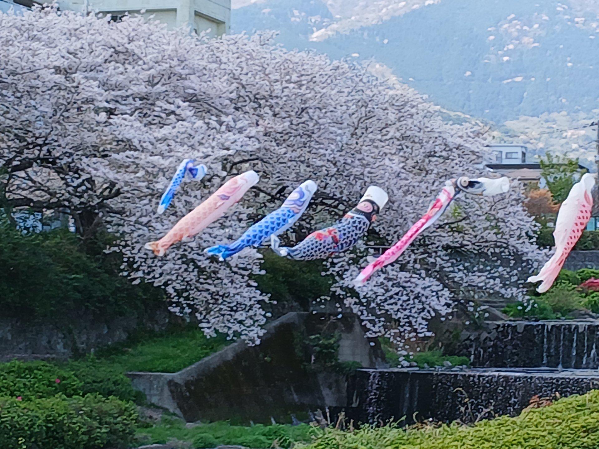 風が強く桜吹雪が綺麗で🎏とのコラボも見頃